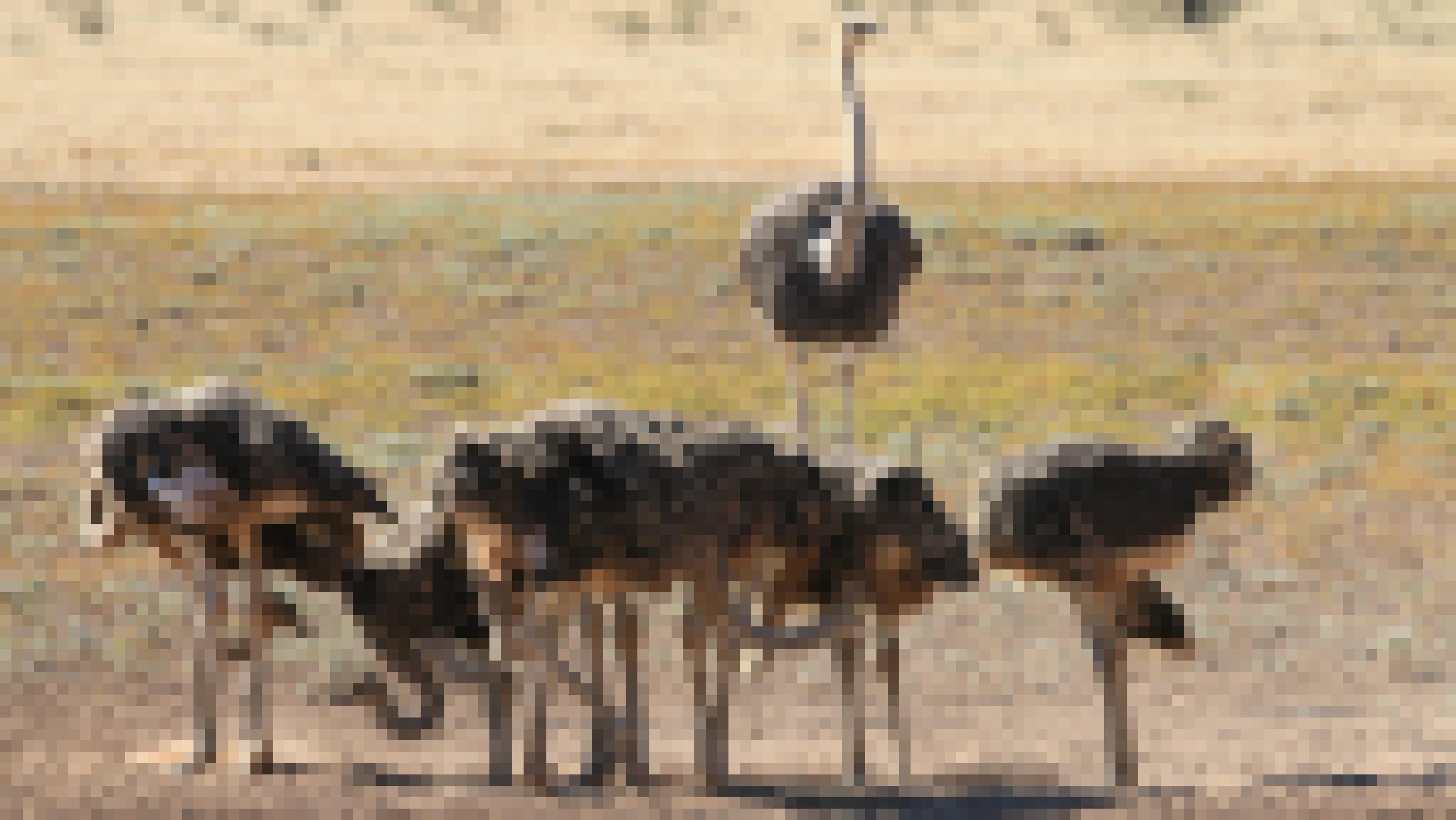 Sieben halbwüchsige Straußenjunge stehen in einer Gruppe zusammen, im Hintergrund ein Elternvogel.