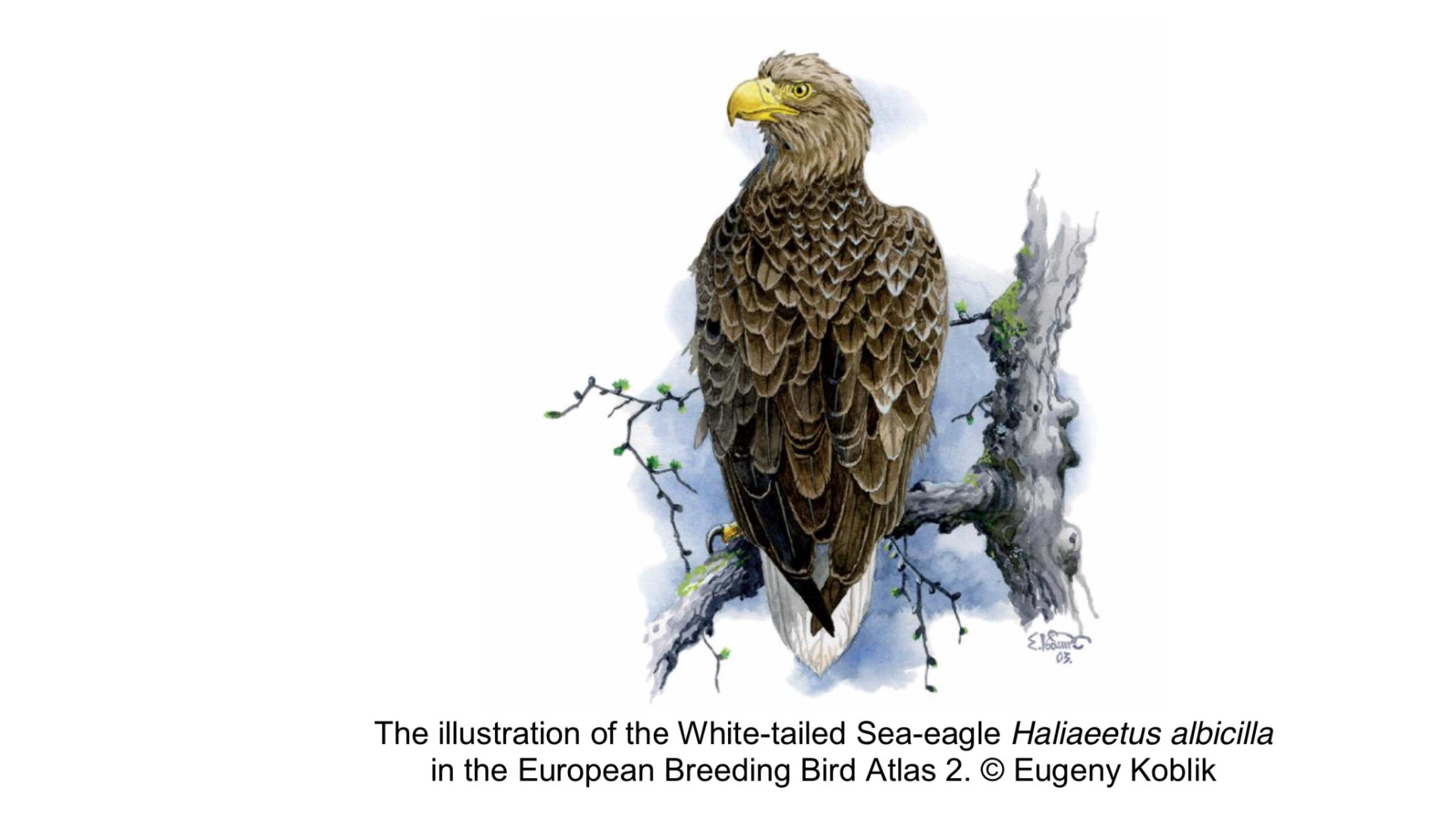 Zeichnung eines Seeadlers aus dem neuen Europäischen Brutvogelatlas.