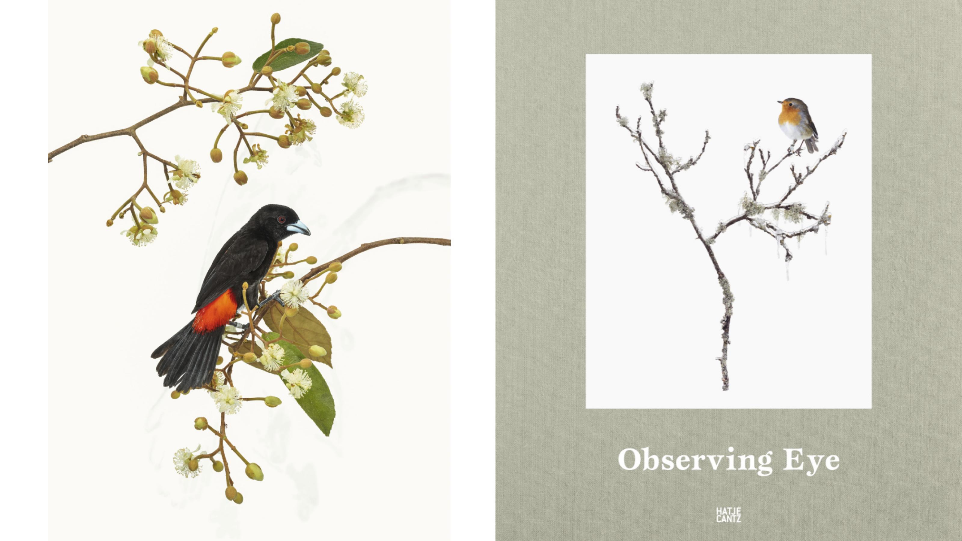 Montage: Links: Eine südamerikanische Tangare sitzt auf einem künstlichen blühenden Zweig. Rechts: Cover des Buchs Observing Eye mit einem Foto eines Rotkehlchens.