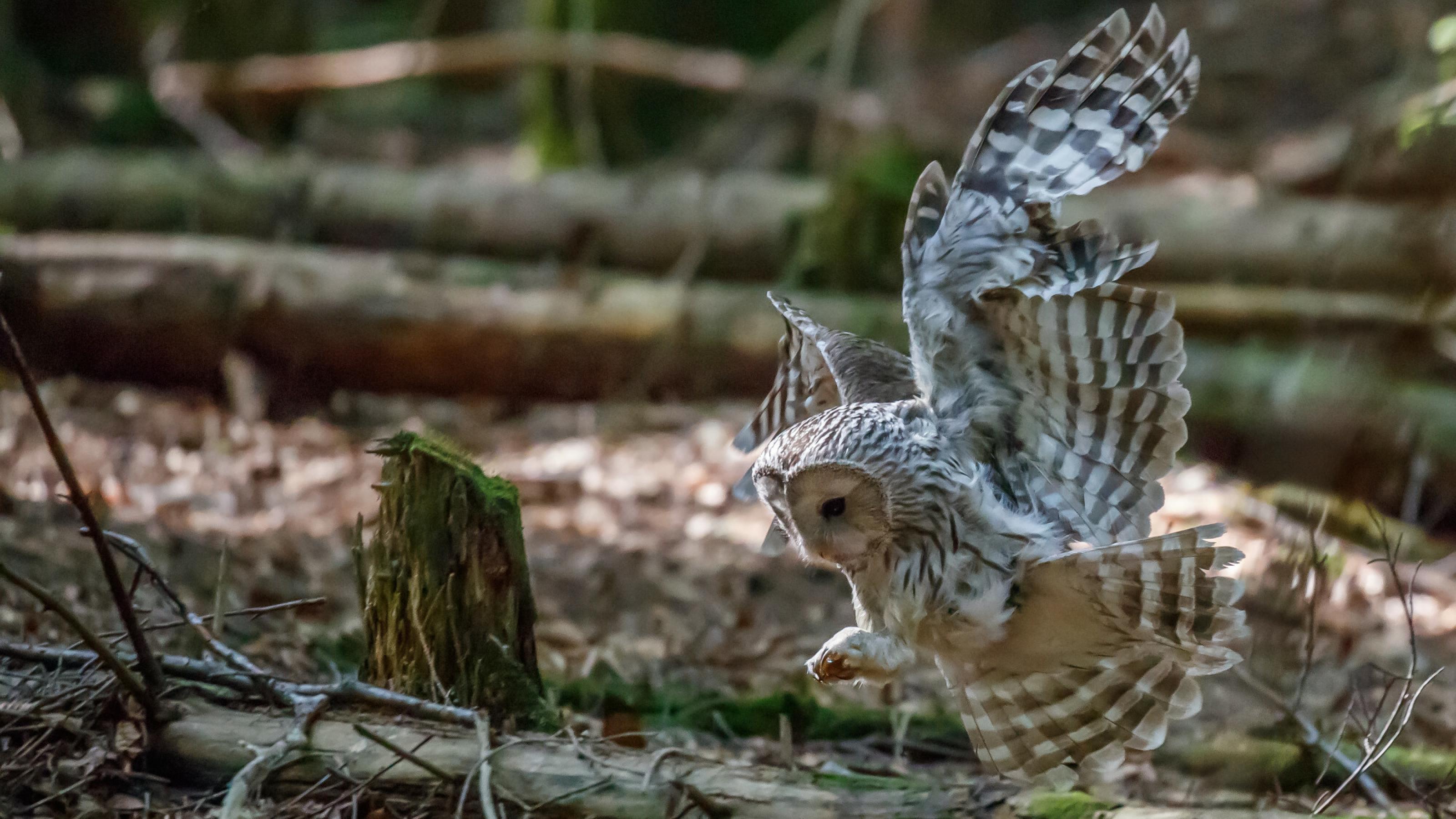 Ein Habichtskauz im Landeanflug auf den Waldboden.