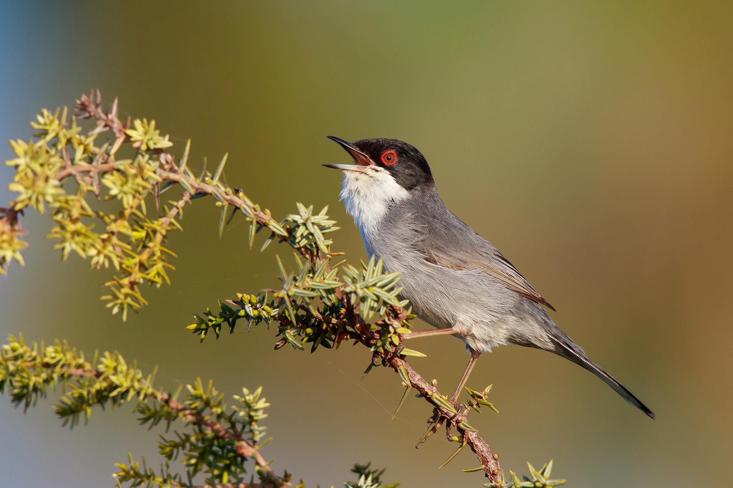 Eine Samtkopfgrasmücke, ein hellgrauer Vogel mit schwarzem Kopf, weißem Hals und leuchtend rotem Auge.