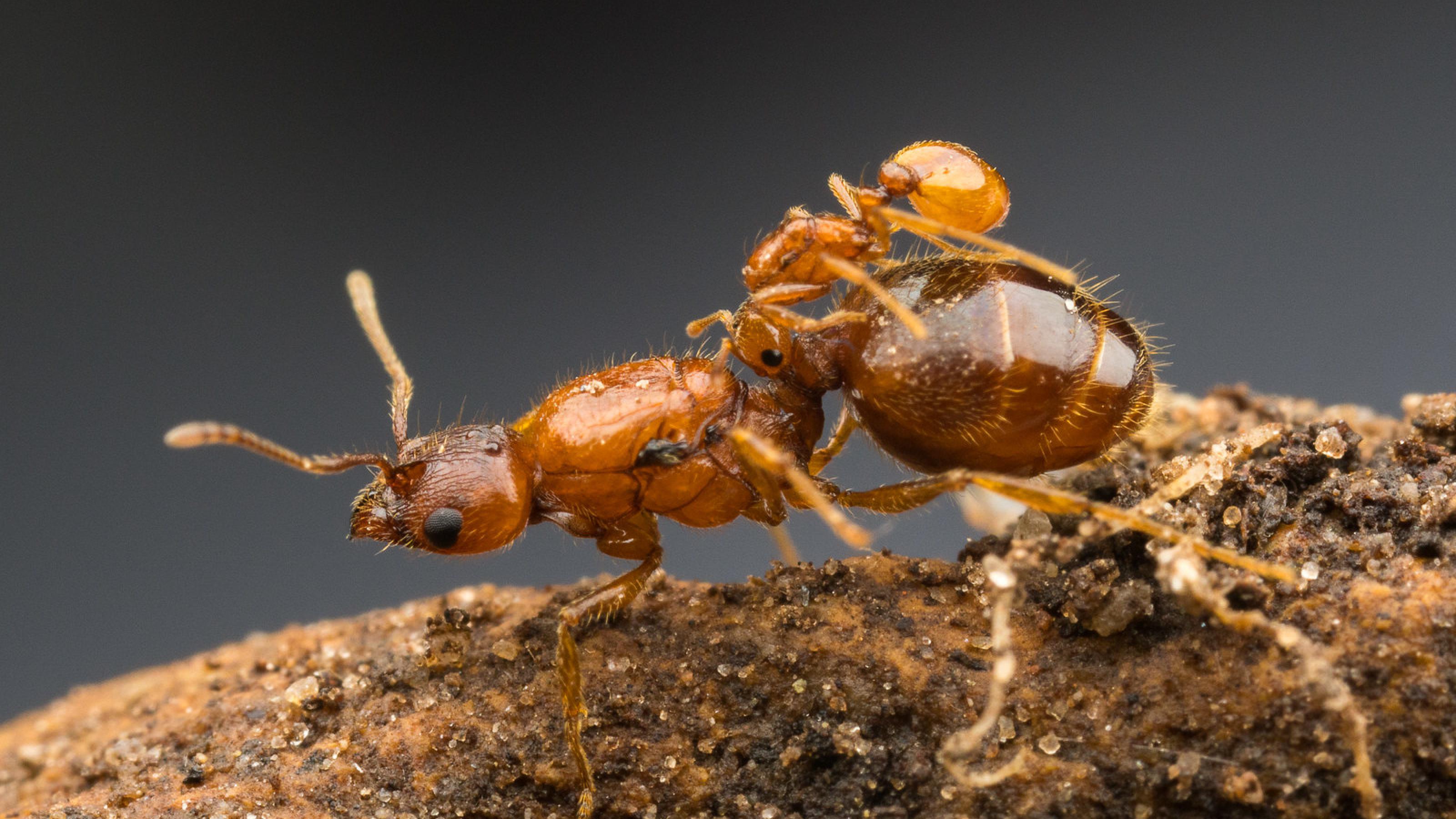 Eine dunkelbraune Ameisenkönigin auf einem Stück Holzrinde. Auf ihrem Rücken eine winzige bernsteinfarbene Ameise, die sich an die Taille des größeren Insekts klammert.