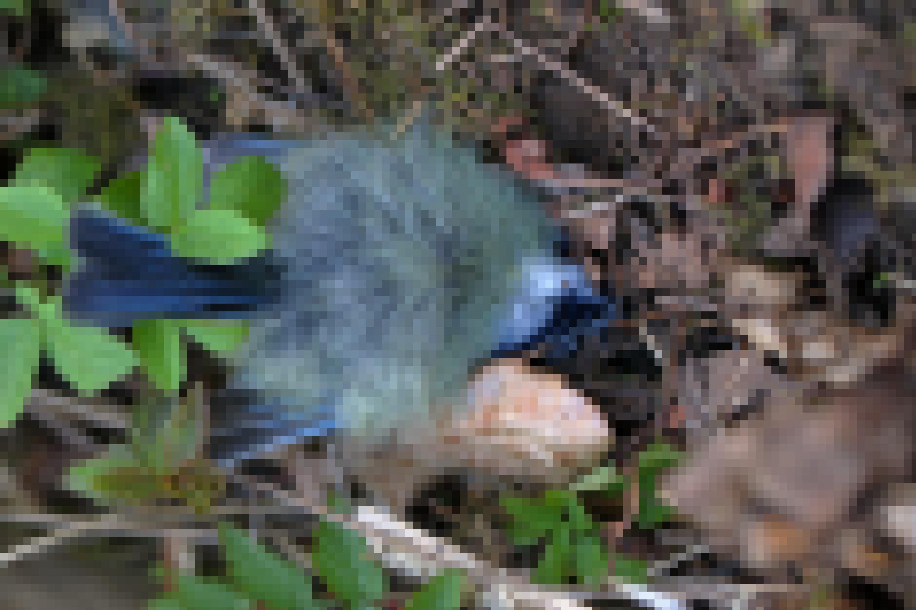 Auf dem Waldboden liegt eine verstorbene Blaumeise.