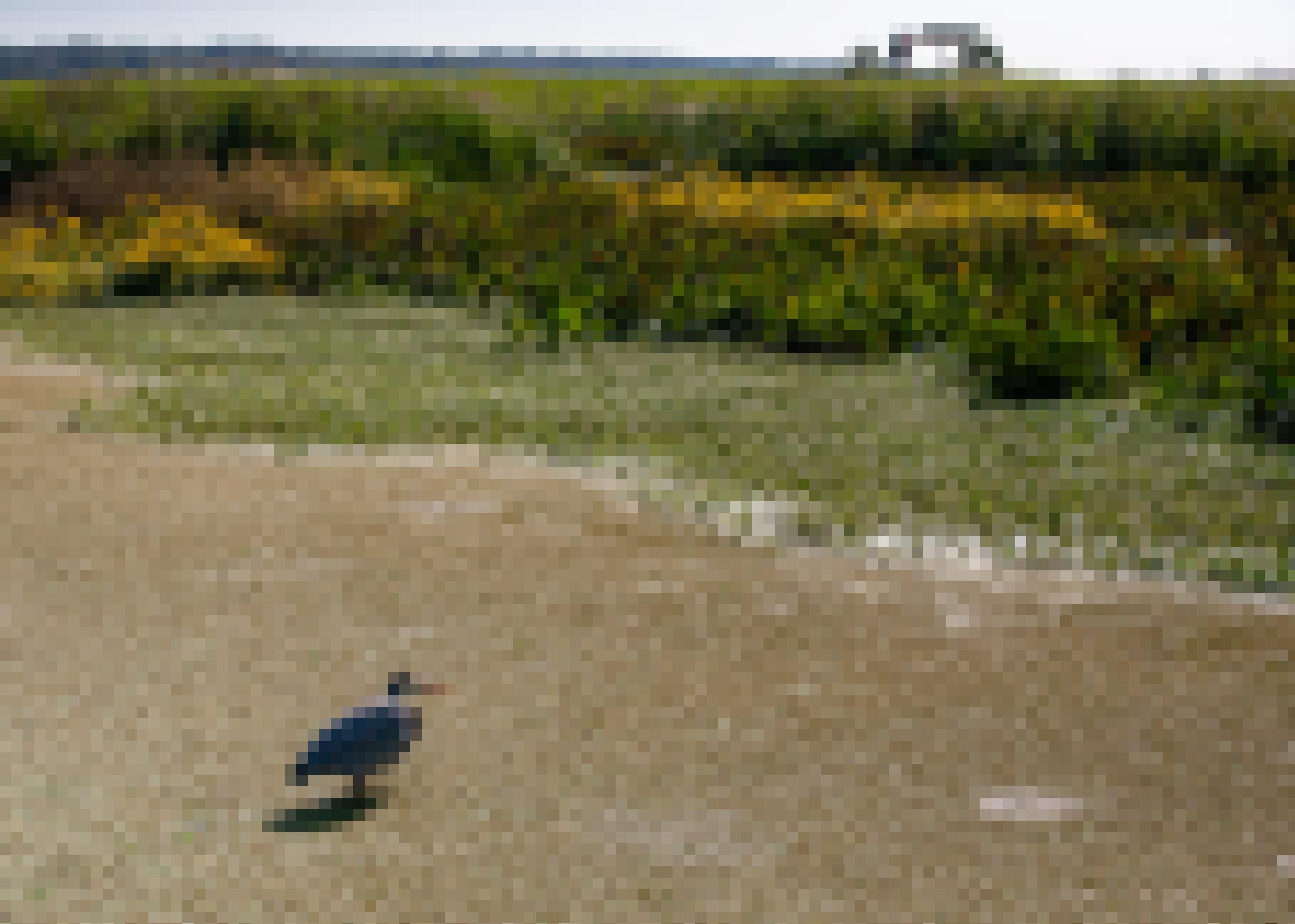 Ein Reiher steht mit eingezogenem Hals in einem Teich, am Rand Wasserpflanzen und gelbe Blüten. Auf dem Deich im Hintergrund spazieren zwei Menschen.