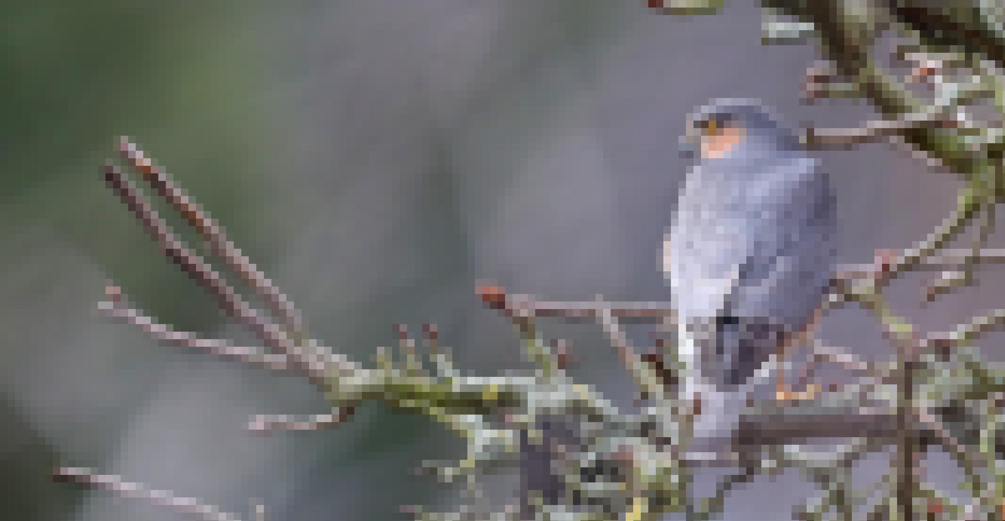 Ein grauer Greifvogel mit orangefarbenen Wangen sitzt auf einem Ast und schaut mit leuchtend orangefarbenen Augen herab.