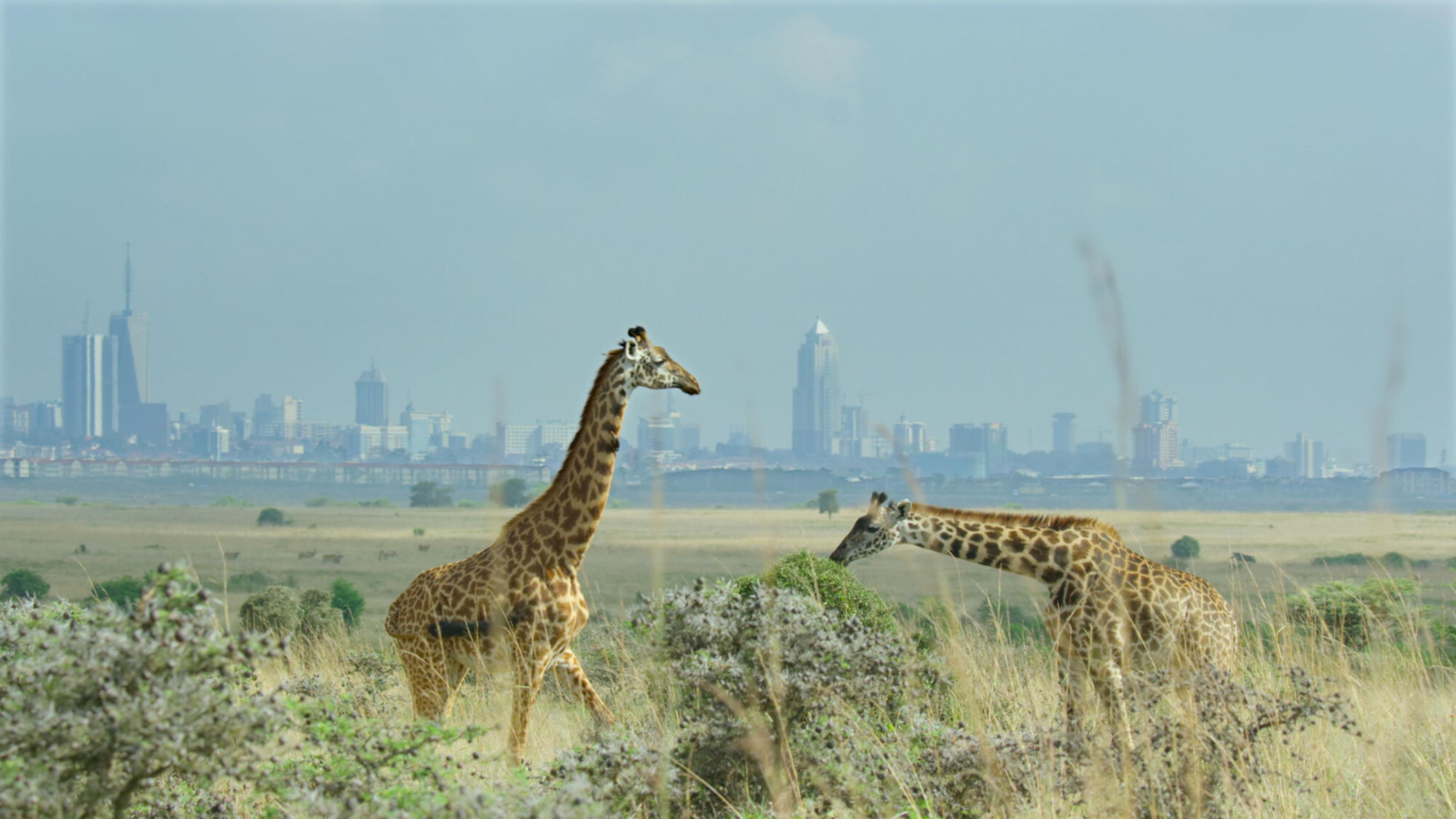 Im Vordergrund zwei Giraffen in der Savanne, im Hintergrund erheben sich Wolkenkratzer einer Großstadt. Copyright: © 2021 Netflix, Inc.