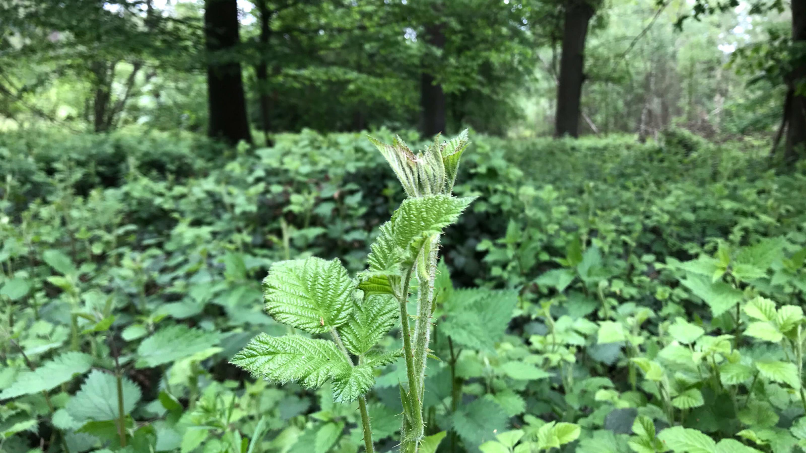 Brombeerranke im Vordergrund, im Hintergrund Brombeeren und Brennnesseln sowie einzelne Baumstämme.