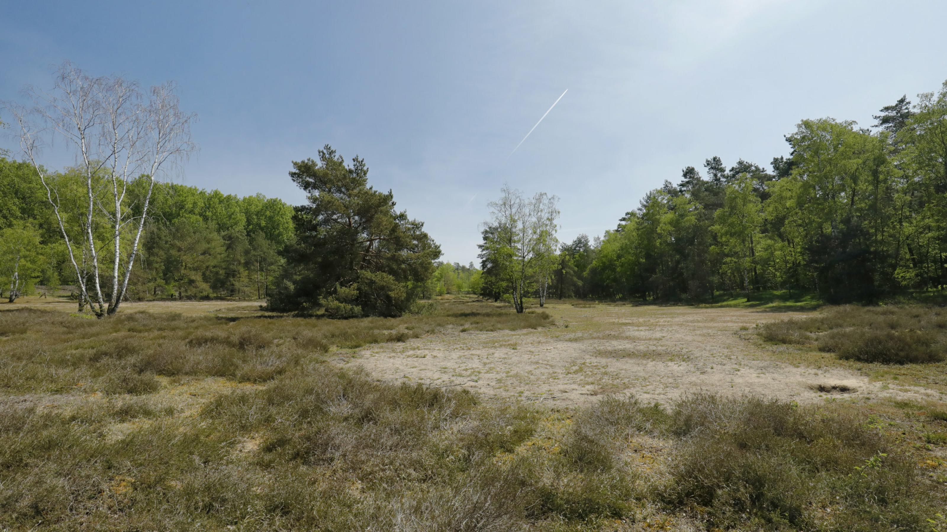 Spärlich bewachsene, trockene Sandfläche, im Hintergrund einzelne Bäume wie Kiefern und Birken, darüber ein blauer Himmel.