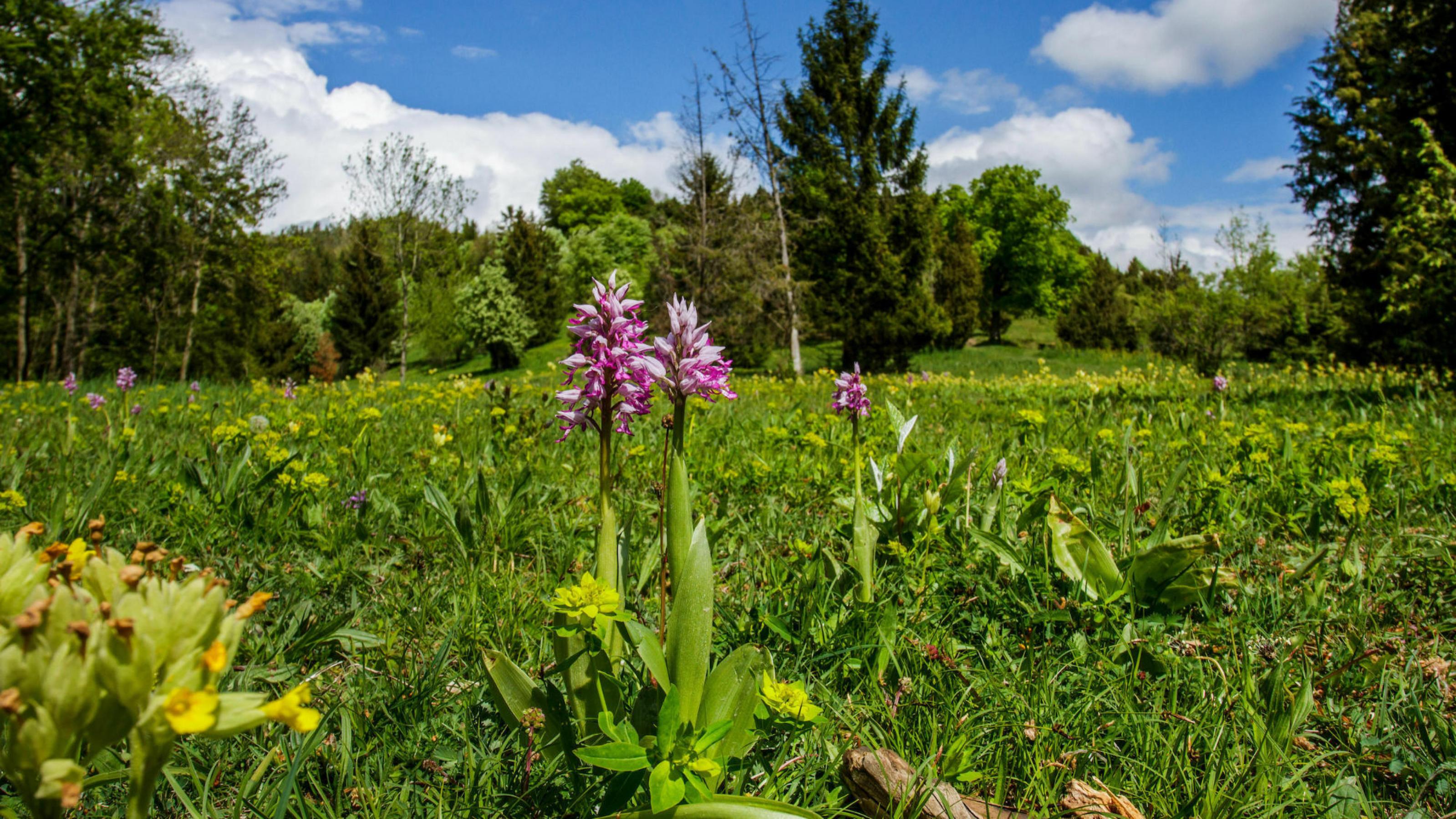 Eine Pflanze mit pink-rosa Blüten steht auf einer Wiese, die von Bäumen  umstanden ist.