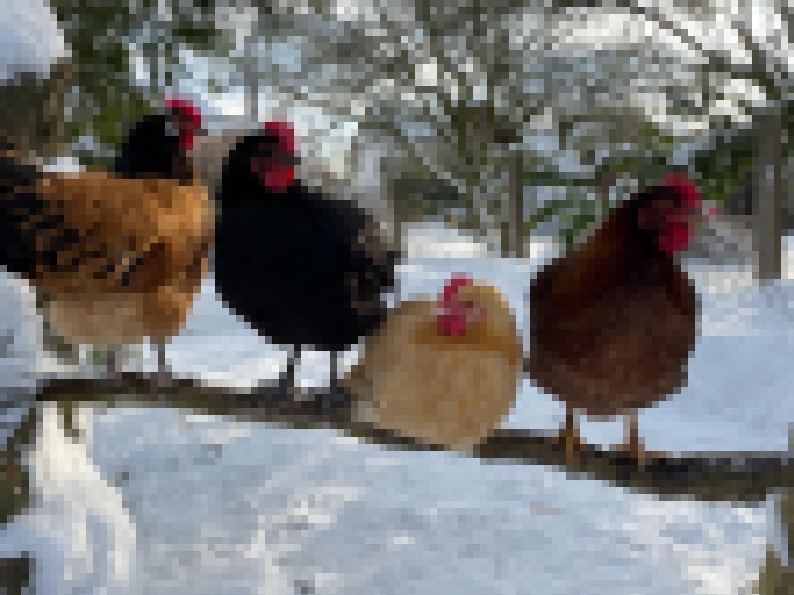 Vier Hühner sitzen auf einem Ast, im Hintergrund ein verschneiter Garten.