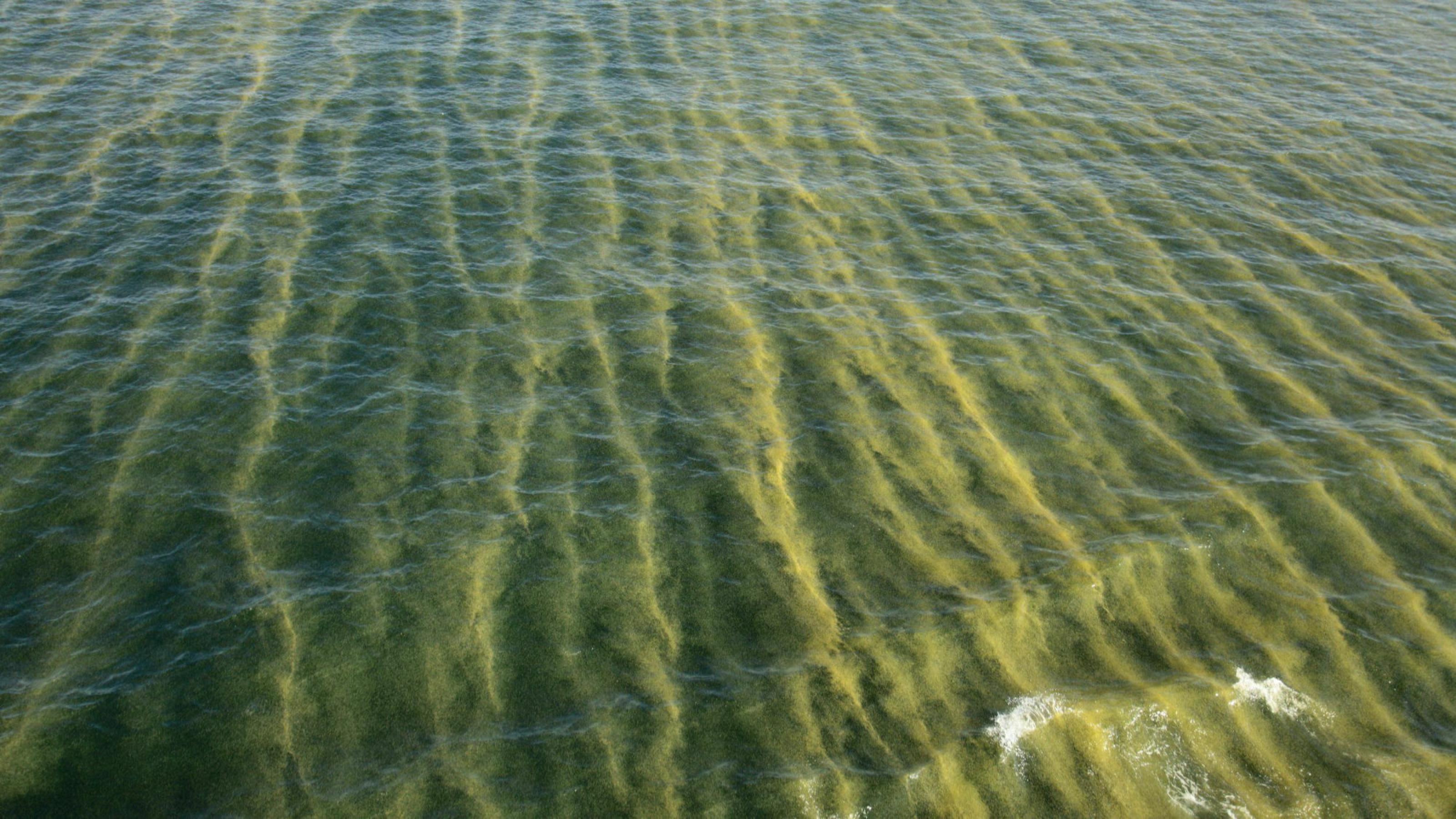 Meeresoberfläche von oben fotografiert: Schwaden von Cyanobakterien färben das Wasser gelblich-grün.