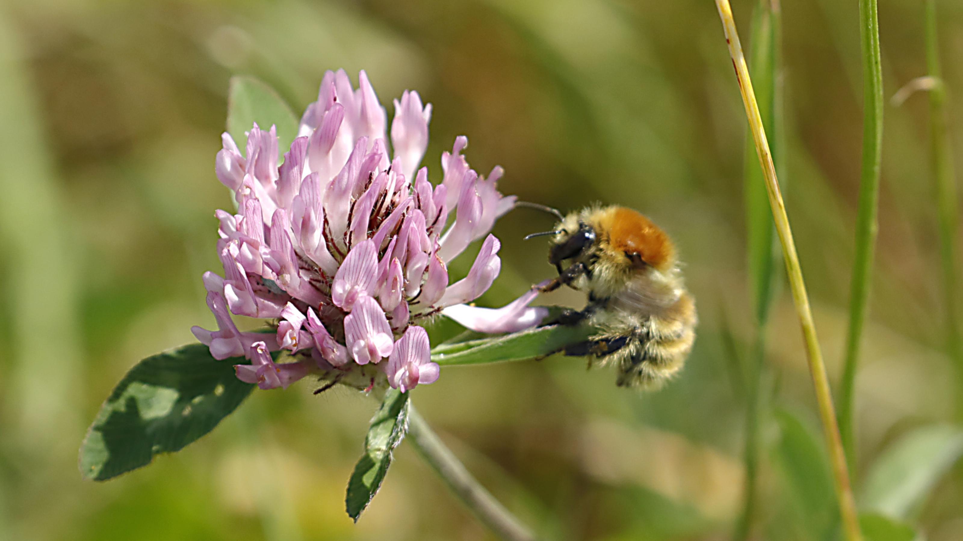 Wildbiene sitzt seitlich an einer rosa Kleeblüte.