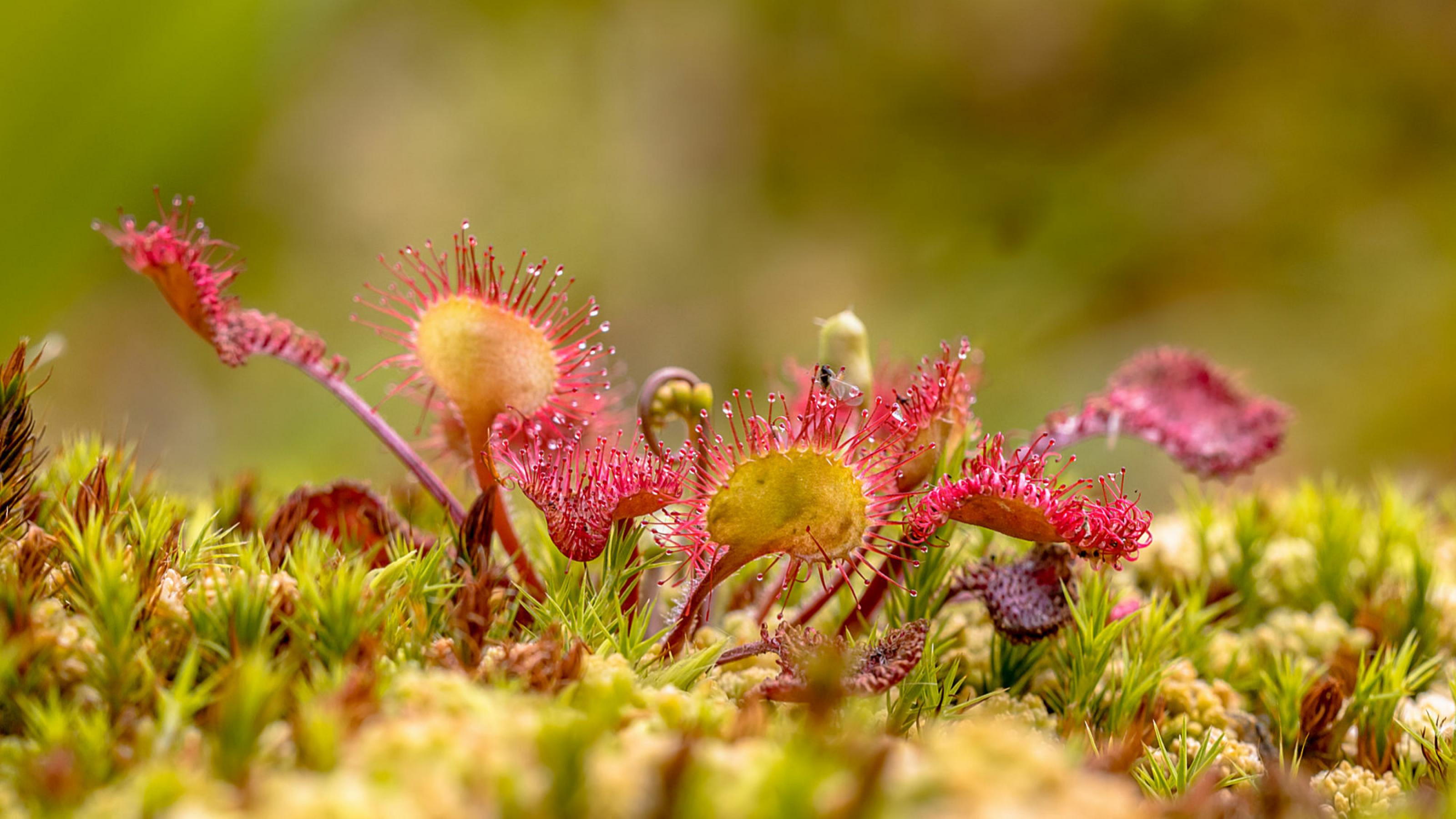 Ein rundblättriger Sonnentau mit roten Leimtentakeln wächst auf Moos  in einem Biotop in den Niederlanden.