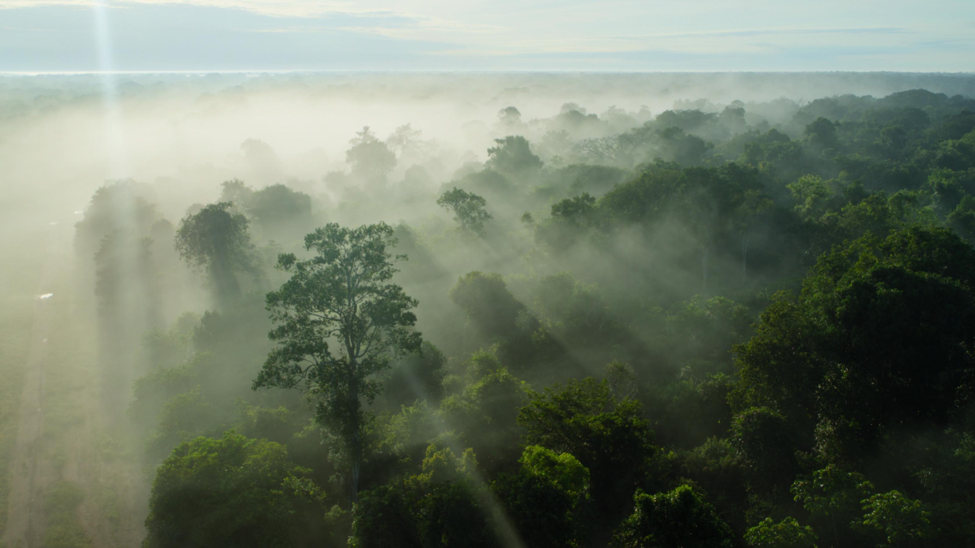 Luftaufnahme eines nebeldurchzogenen Waldes aus der Doku „Breaking Boundaries“ –   Sonnenstrahlen fallen durch die Baumkronen. Copyright: © 2021 Netflix, Inc.