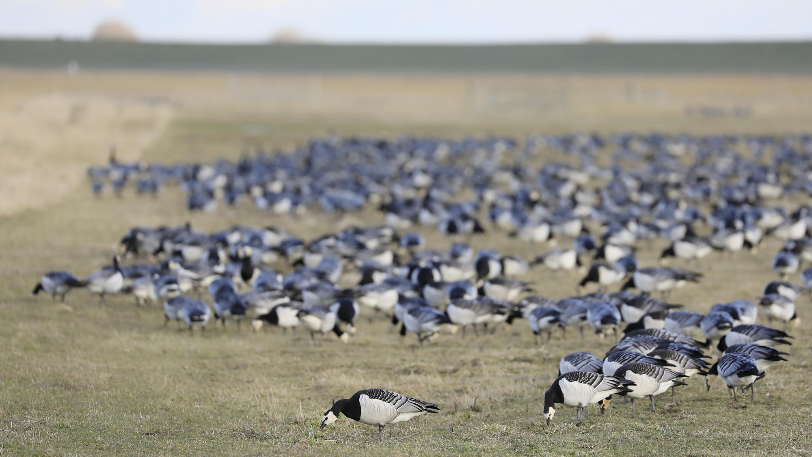 Eine Gruppe grasender Wildgänse auf einer Wiese.