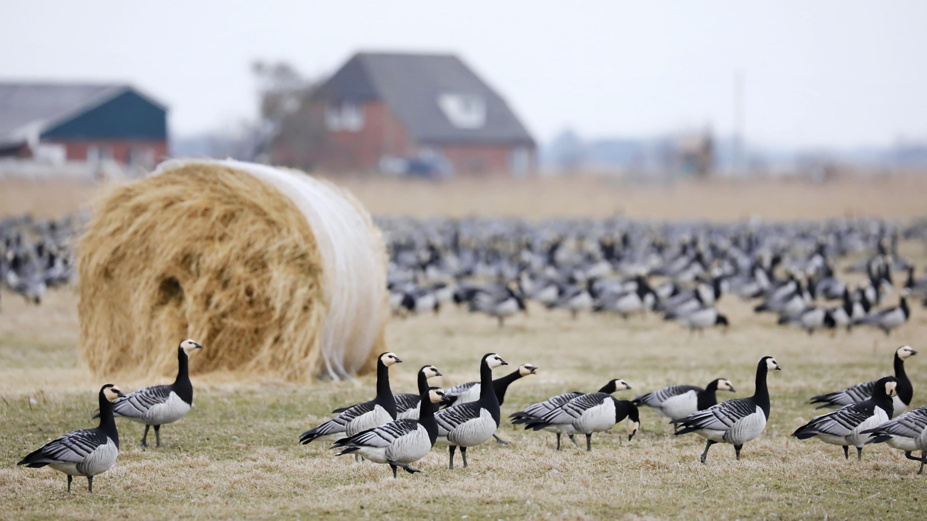 Eine Gruppe von schwarz-weiß-grauen Gänsen steht vor einem Heuballen, im Hintergrund eine größere Gruppe Gänse und Gebäude.