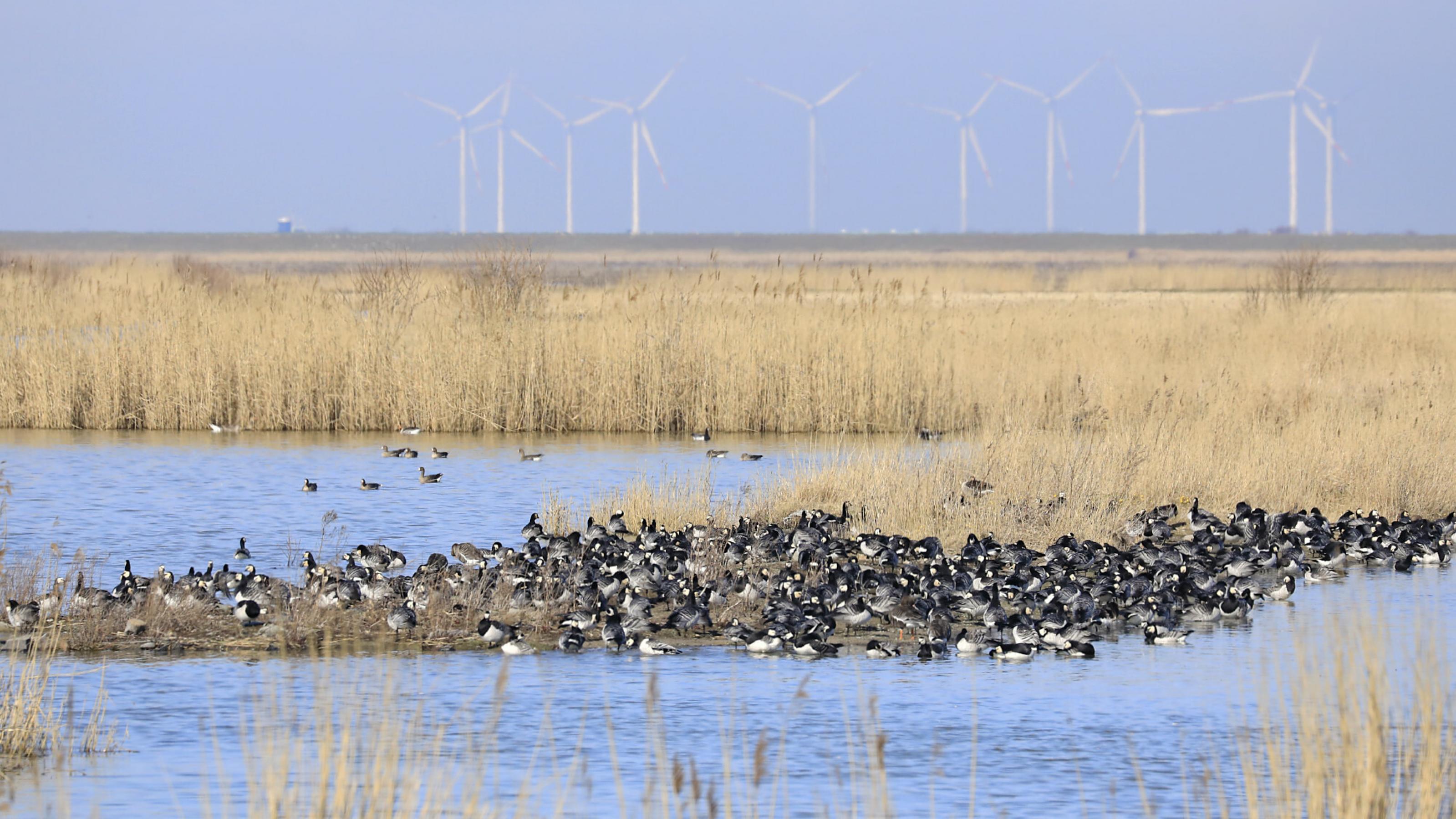 Eine Gruppe von Gänsen sitzt auf einer Landzunge, umgeben von Wasser. Im Hintergrund steht Riet vor einer Reihe von Windrädern am Horizont.