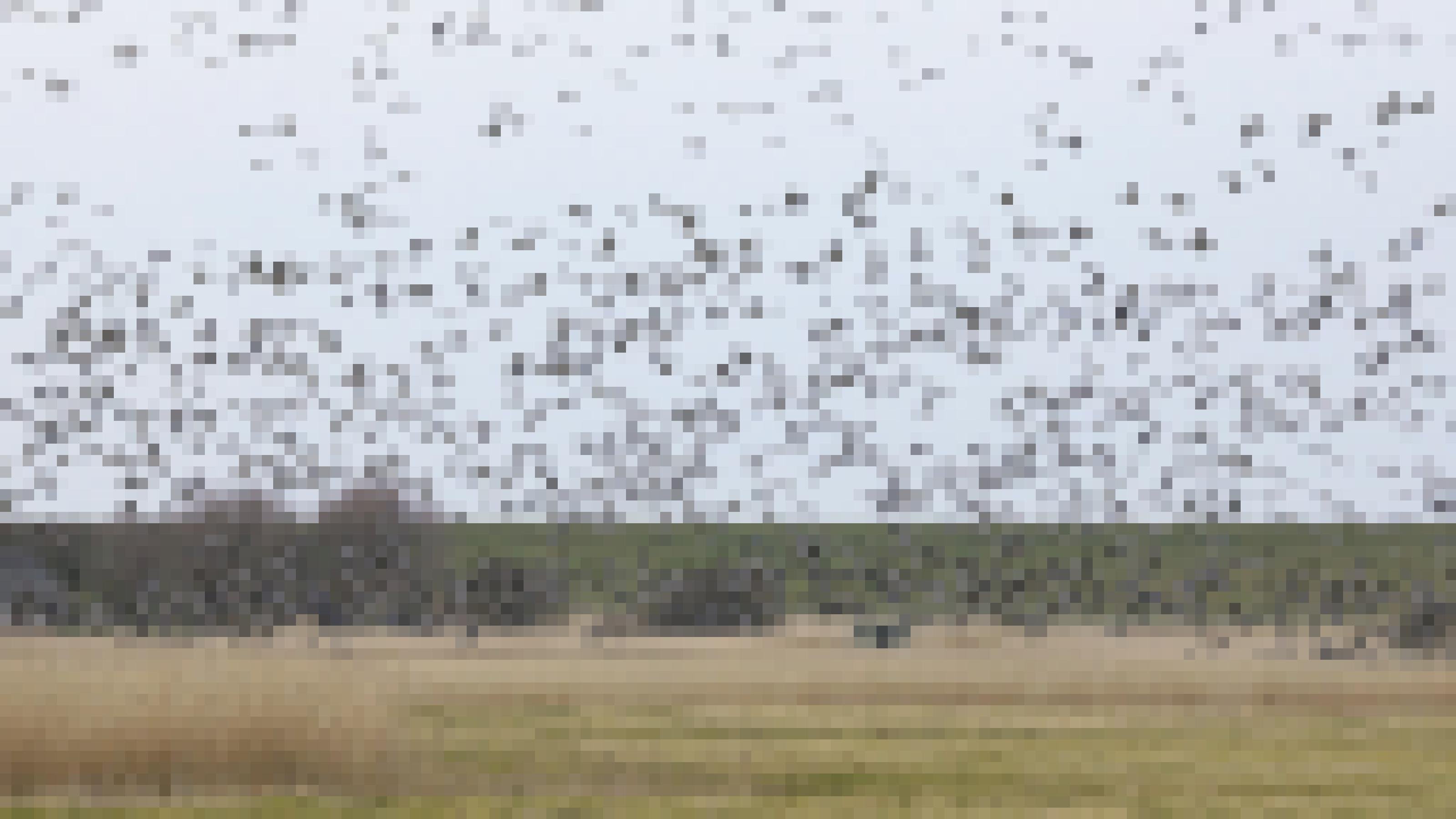 Hunderte von fliegenden Gänsen bedecken den Himmel über einer Wiese, im Hintergrund ein Deich.