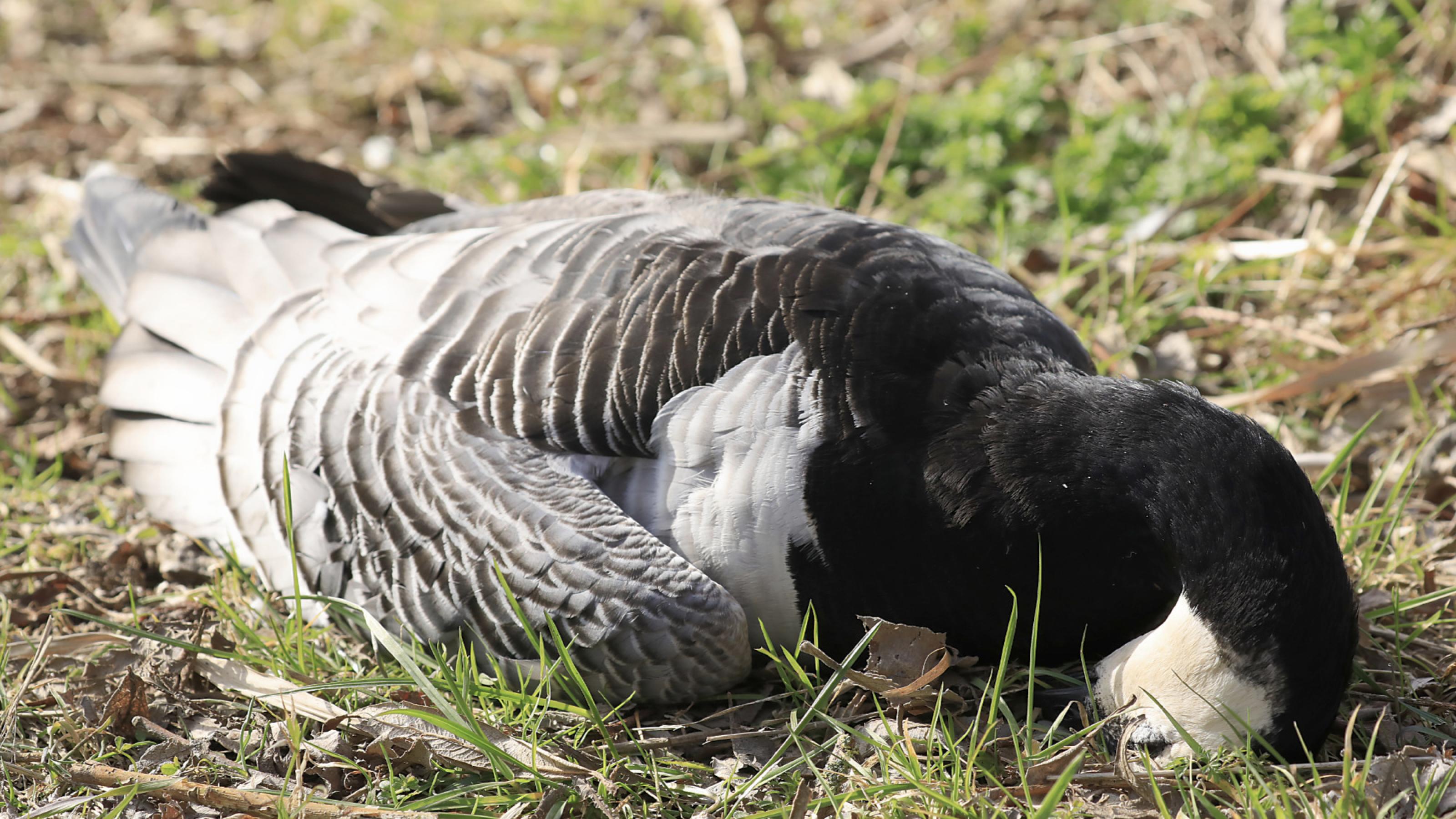 Eine tote Gans liegt mit angezogenem Kopf im Gras.