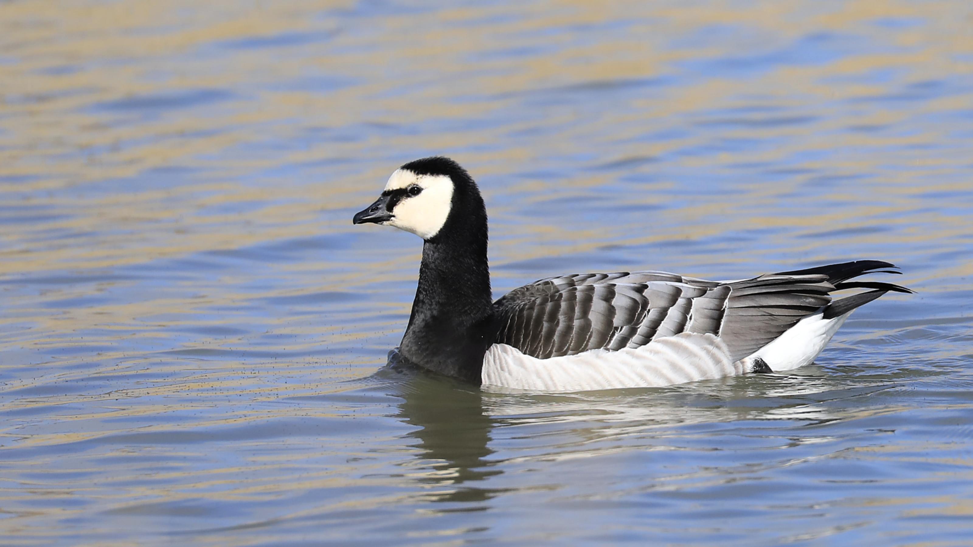 Eine schwarzweiße Gans mit kurzem schwarzem Schnabel schwimmt im Wasser.