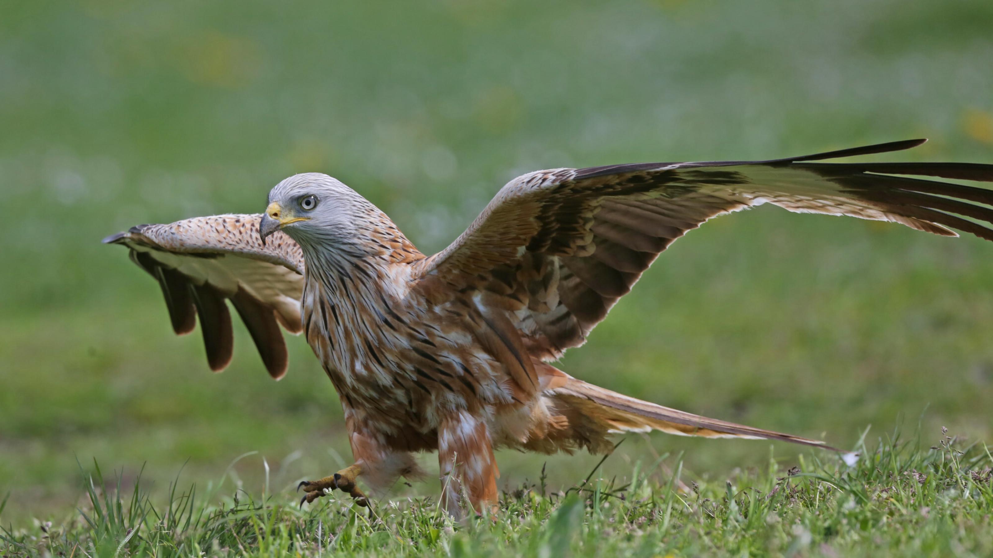 Ein Greifvogel mit grau-rotbraunem Gefieder geht über eine Wiese.