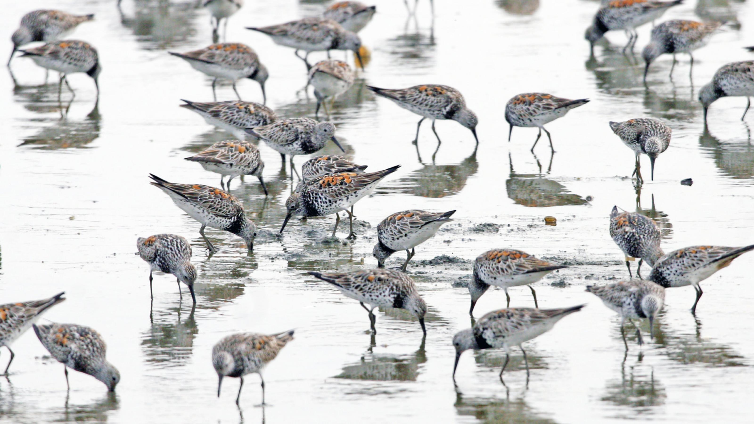 Weiß-grau gescheckte Schnepfenvögel mit mittellangem Schnabel und einer schwarzen Halskrause stecken ihre Schnäbel in das flache Wasser auf einer Wattfläche. Rechte: Peter Prokosch, Grida