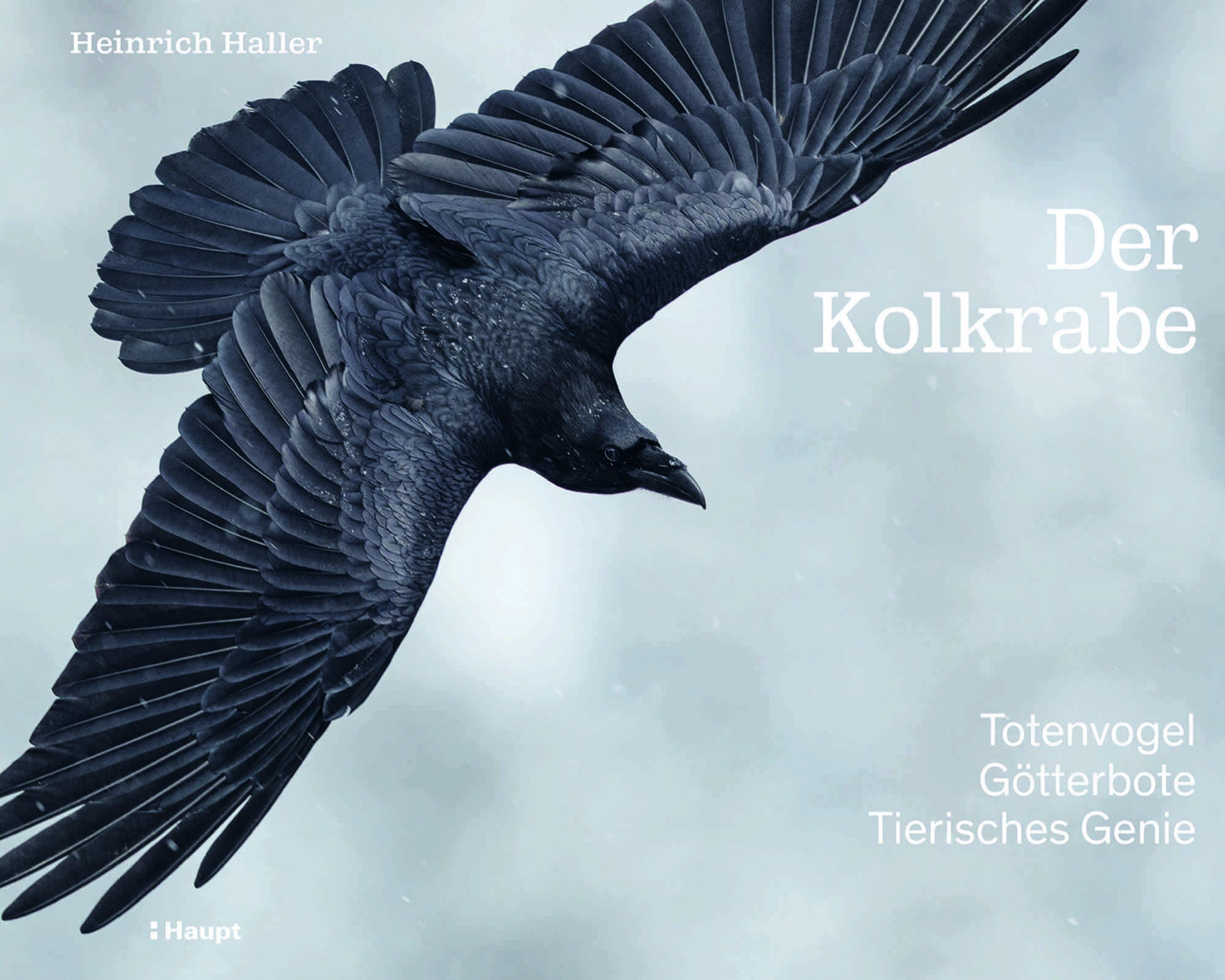 Titelbild des Buchs „Der Kolkrabe. Totenvogel, Götterbote, tierisches Genie“. Das Bild zeigt einen Raben mit ausgebreiteten Flügeln im Flug.