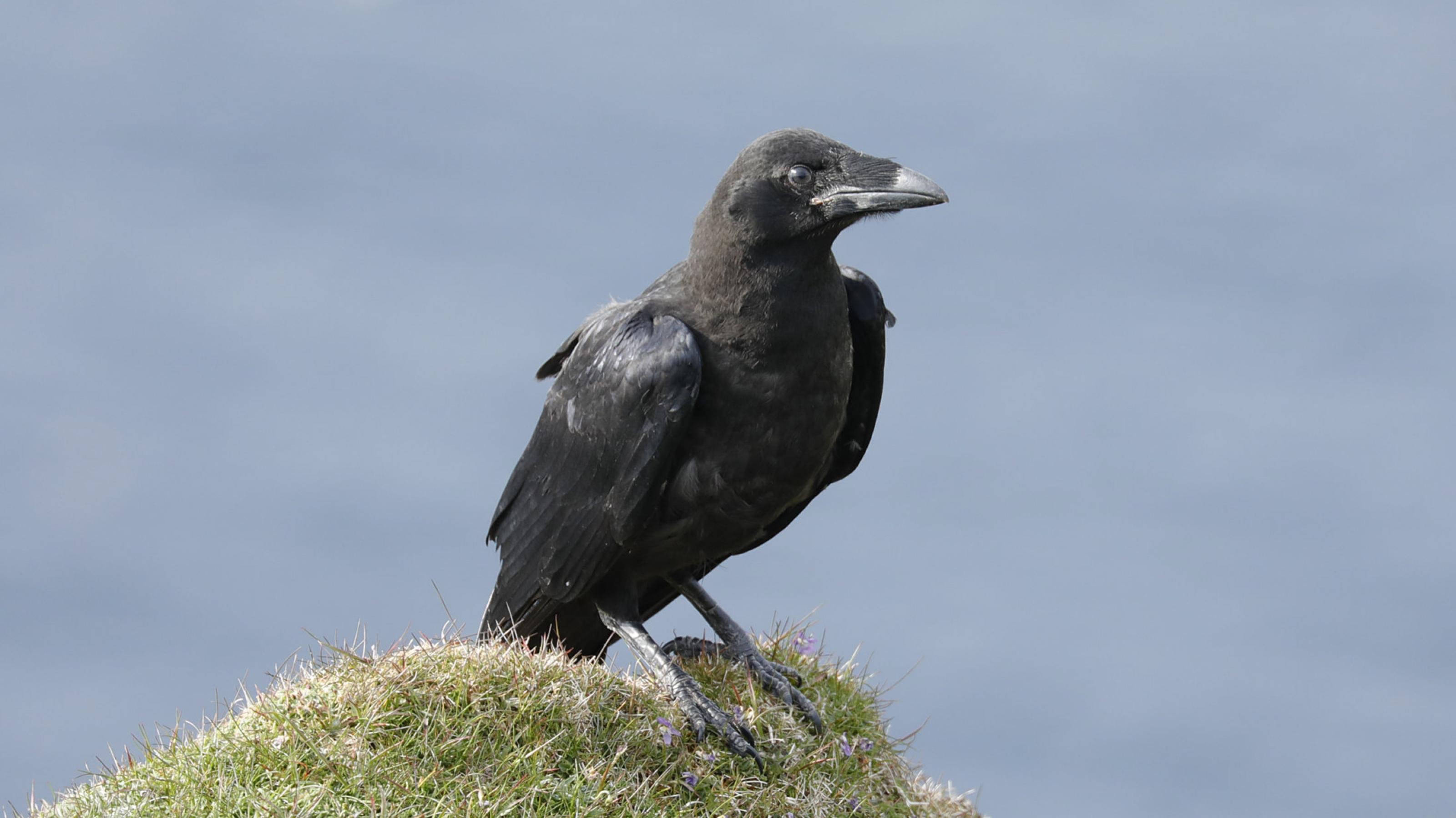 Ein schwarz-gefiederter Vogel mit großem Schnabel sitzt auf einem Hügel mit kurzem Gras und blickt in die Kamera.