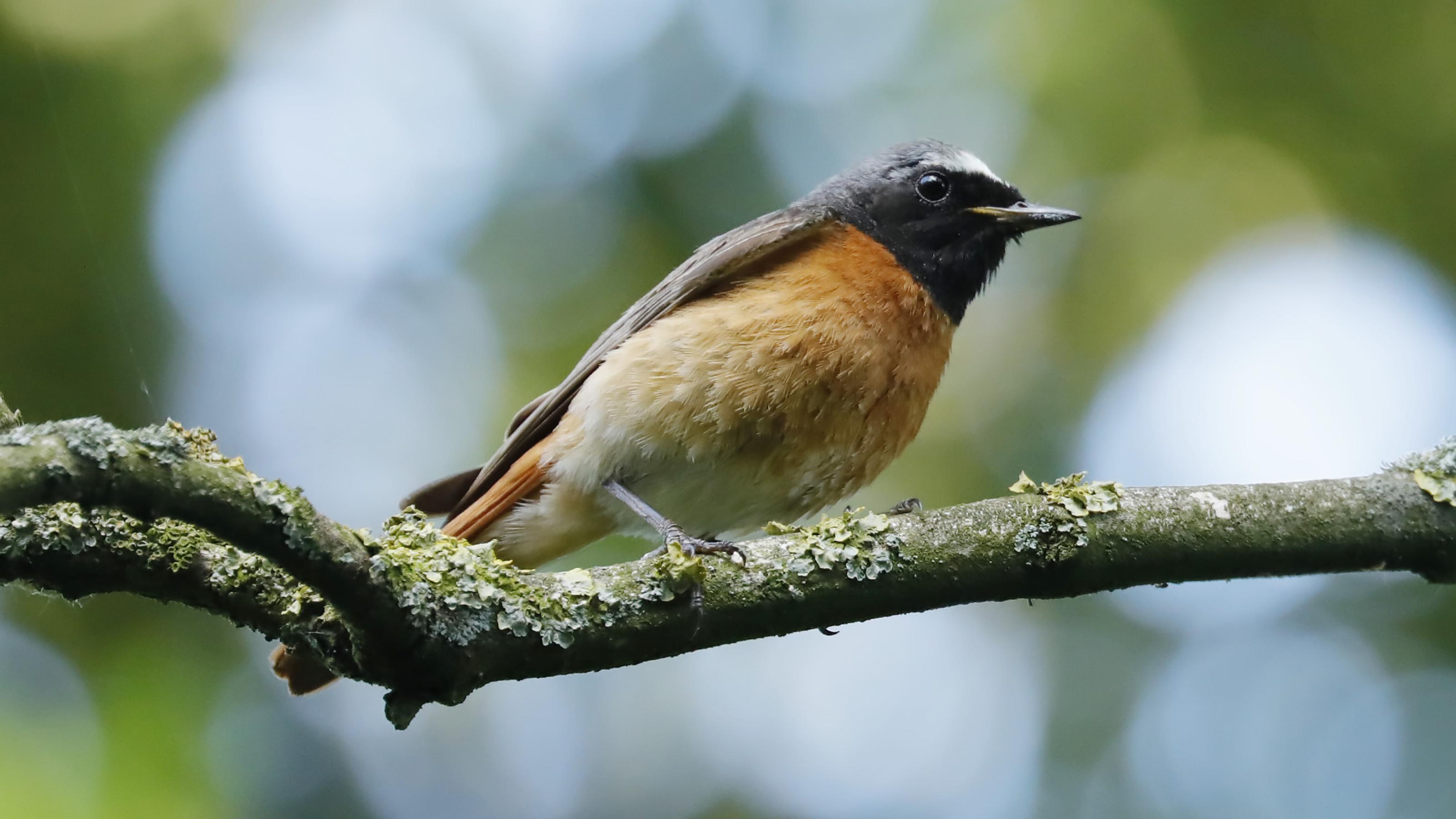 Ein Singvogel mit schwarzem Gesicht, hellgrauer Kappe und orangeroter Brust sitzt auf einem Ast. Rechte: Anne Preger