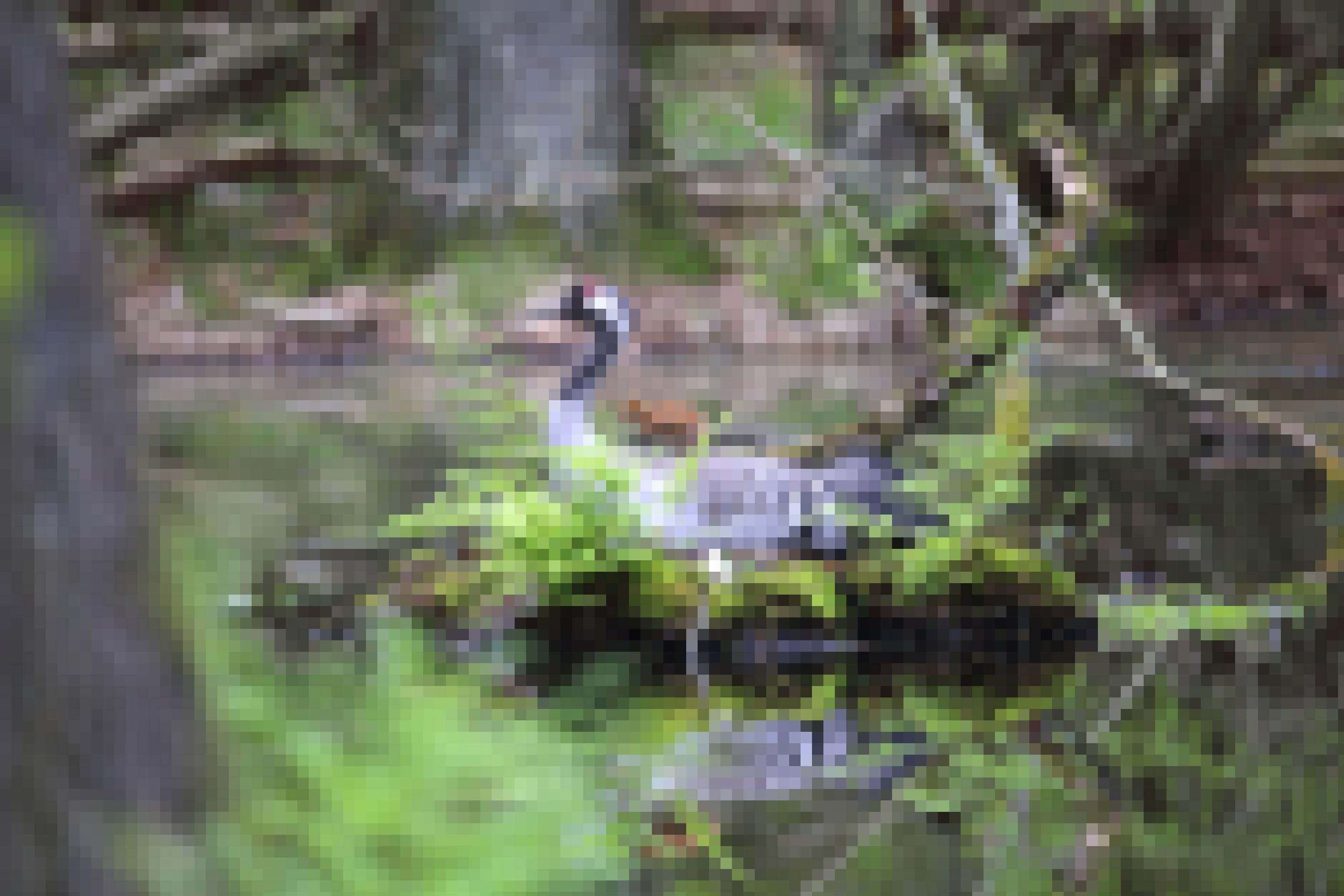 Ein Kranichnest umgeben von Wasser, auf dem Nest sitzen Altvogel und Küken.