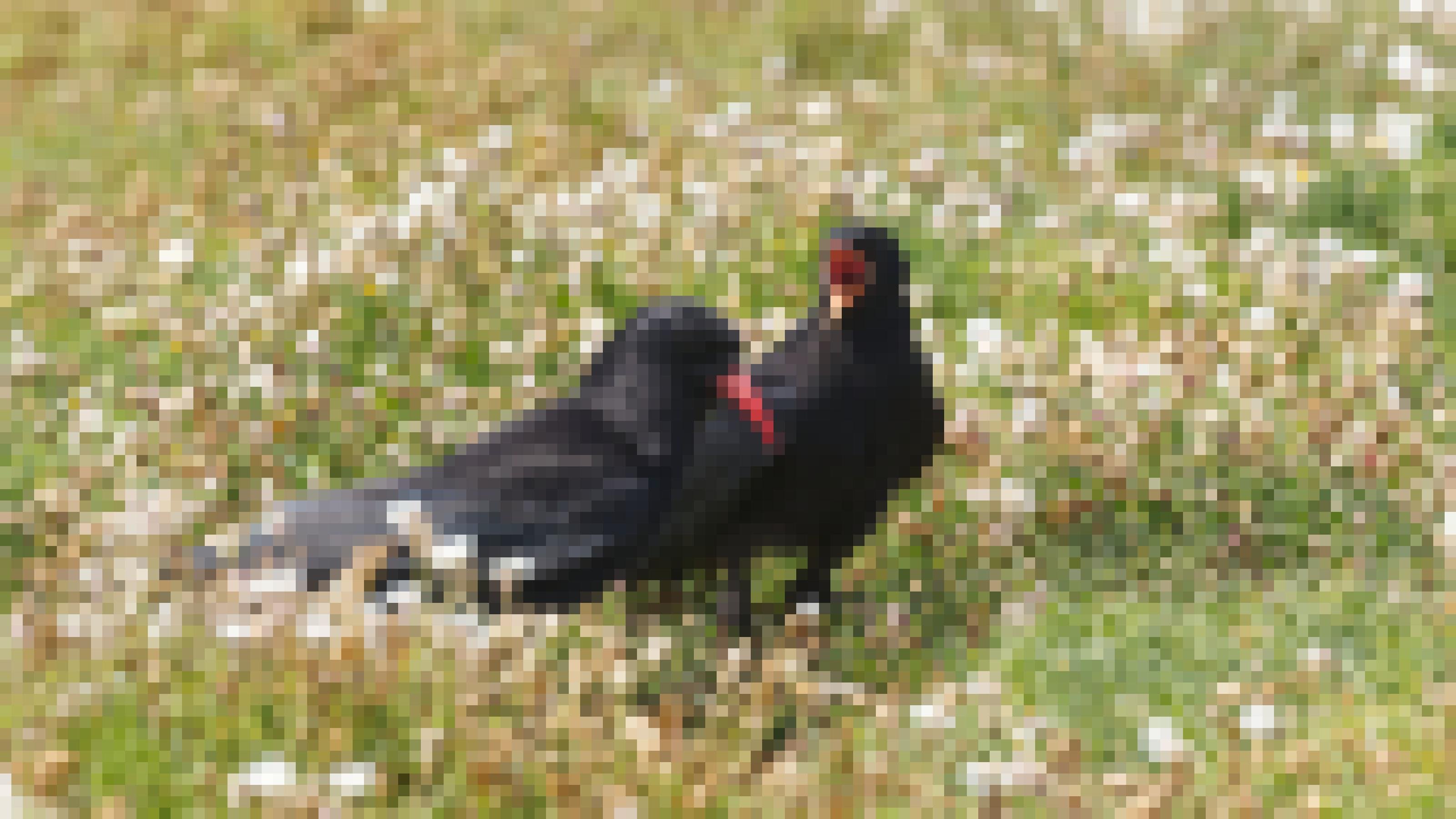 Zwischen weiß blühenden Pflanzen stehen zwei schwarze Rabenvögel mit rotem Schnabel. Der jüngere Vogel wendet sich mit offenem Schnabel zum Elternvogel. Rechte: Anne Preger