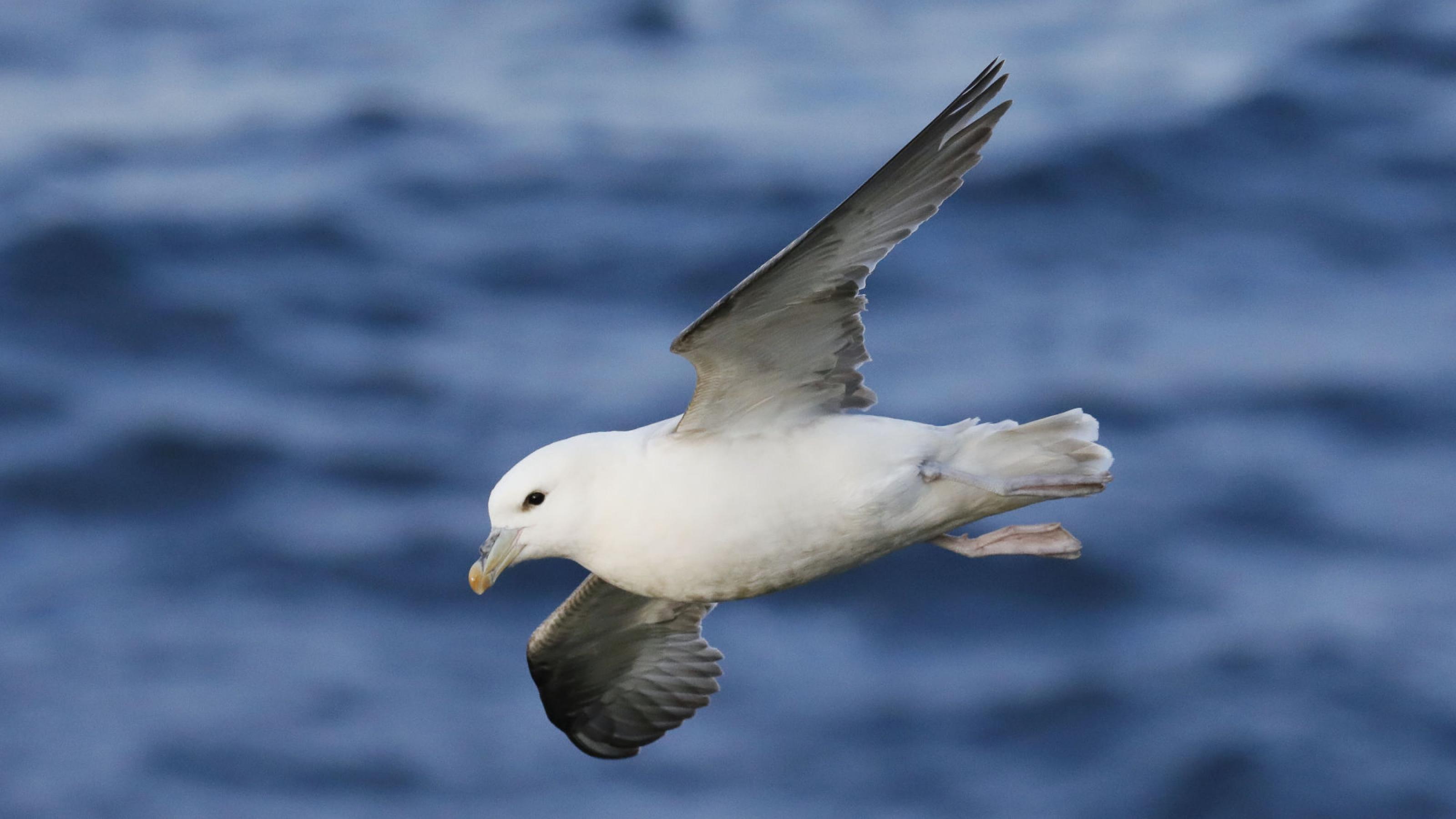 Ein möwenartiger Vogel im Flug. Rechte: Anne Preger