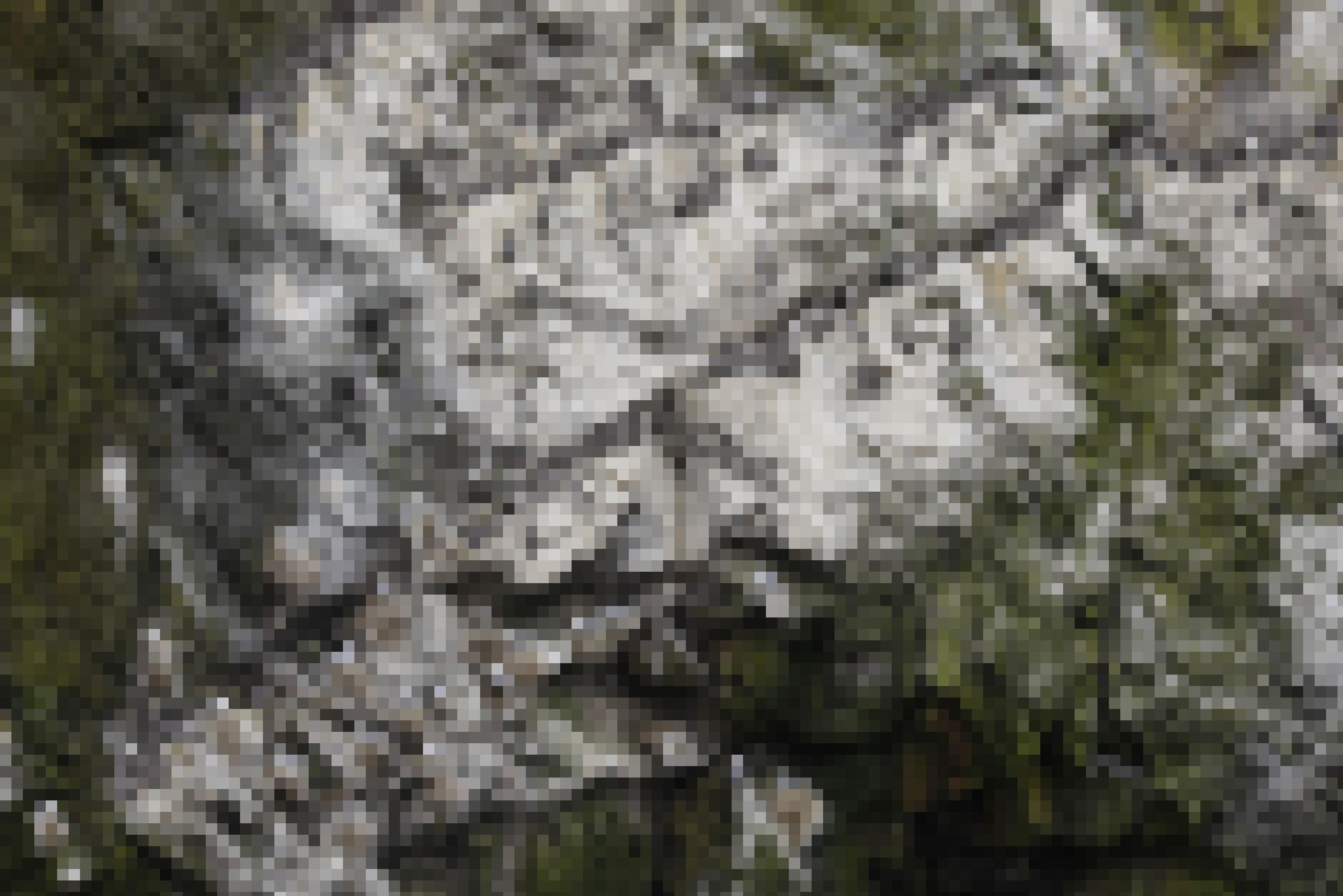 Vogelkot färbt eine Felswand weiß. Sämtliche Nischen und Vorsprünge sind von braun-weißen Trottellummen und silber-weißen Möwen besetzt. Rechte: Anne Preger.