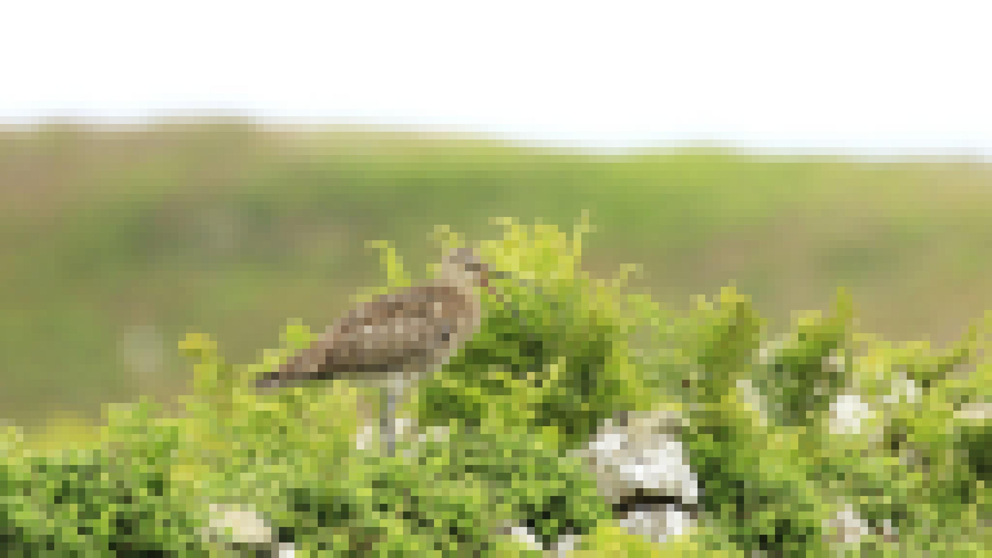 Ein braun-gemusterter Vogel mit einem langen gebogenen Schnabel auf einer dichtbewachsenen alten Steinmauer. Rechte: Anne Preger