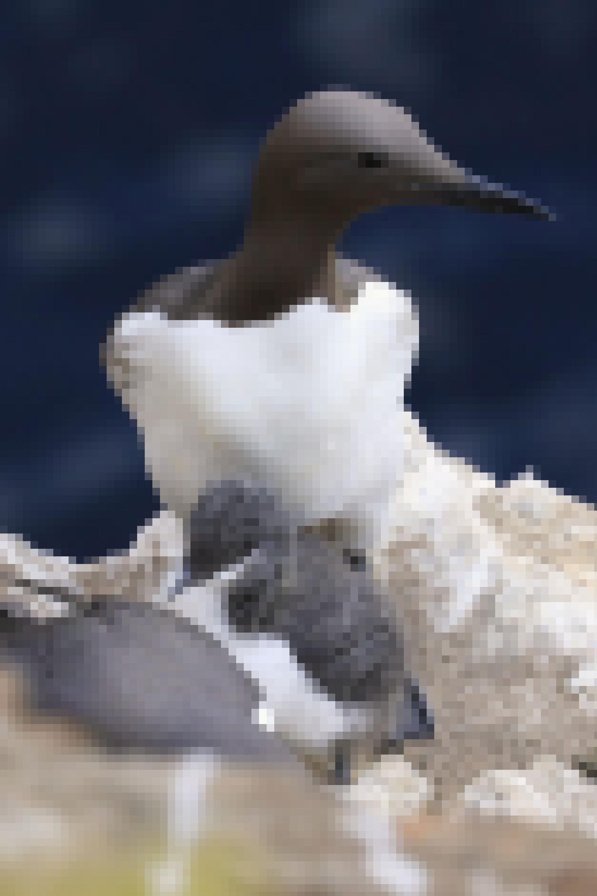 Auf einem hellen Felsen sitzt zwischen erwachsenen dunkelbraun-weißen Vögeln ein grau-geschecktes Küken. Im Hintergrund dunkelblaues Wasser. Rechte: Anne Preger