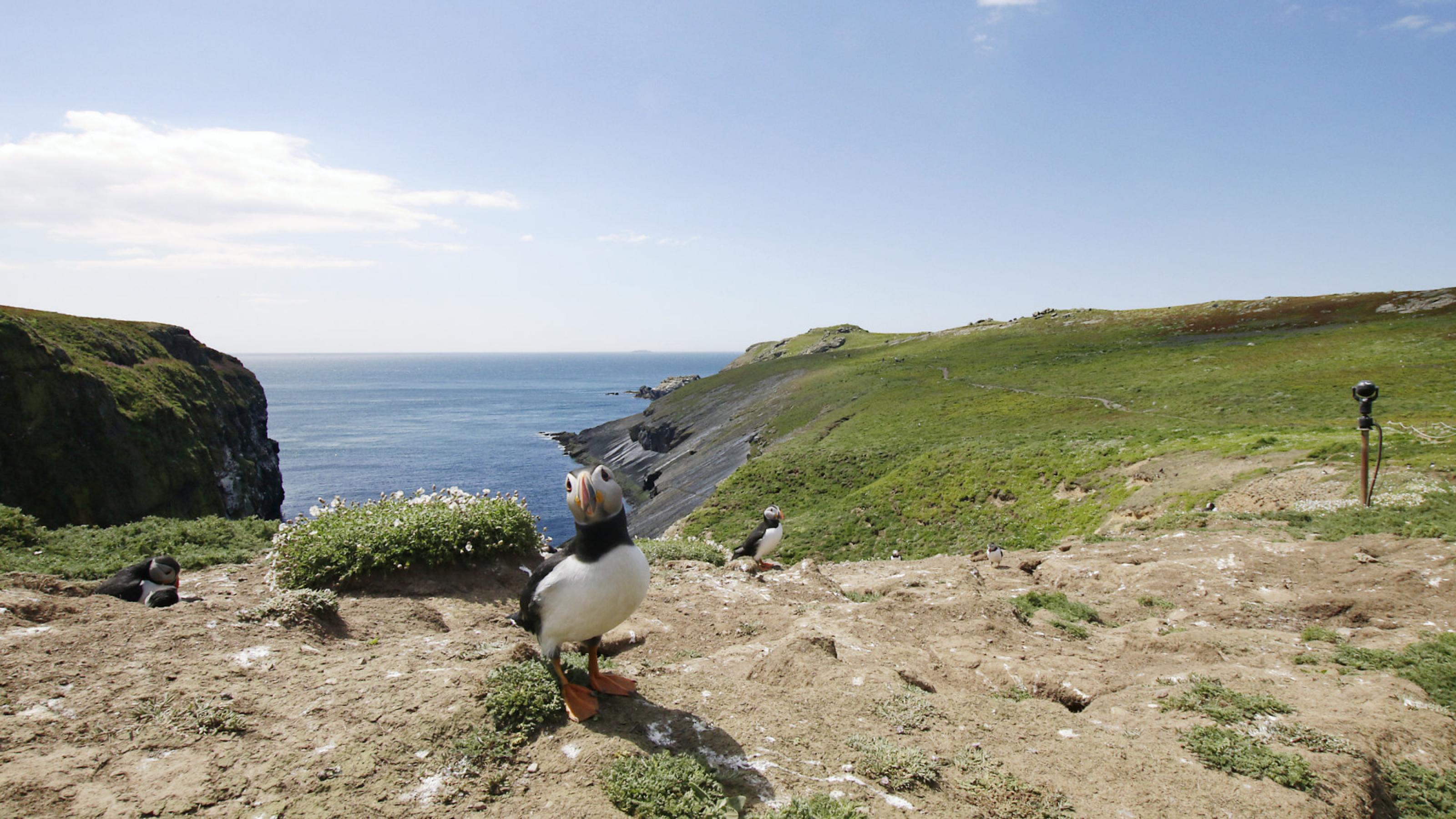 Ein Papageitaucher guckt schräg in die Kamera. Hinter ihm breitet sich die Kolonie mit Bruthöhlen aus, außerdem eine Felswand im Schatten und das Meer.