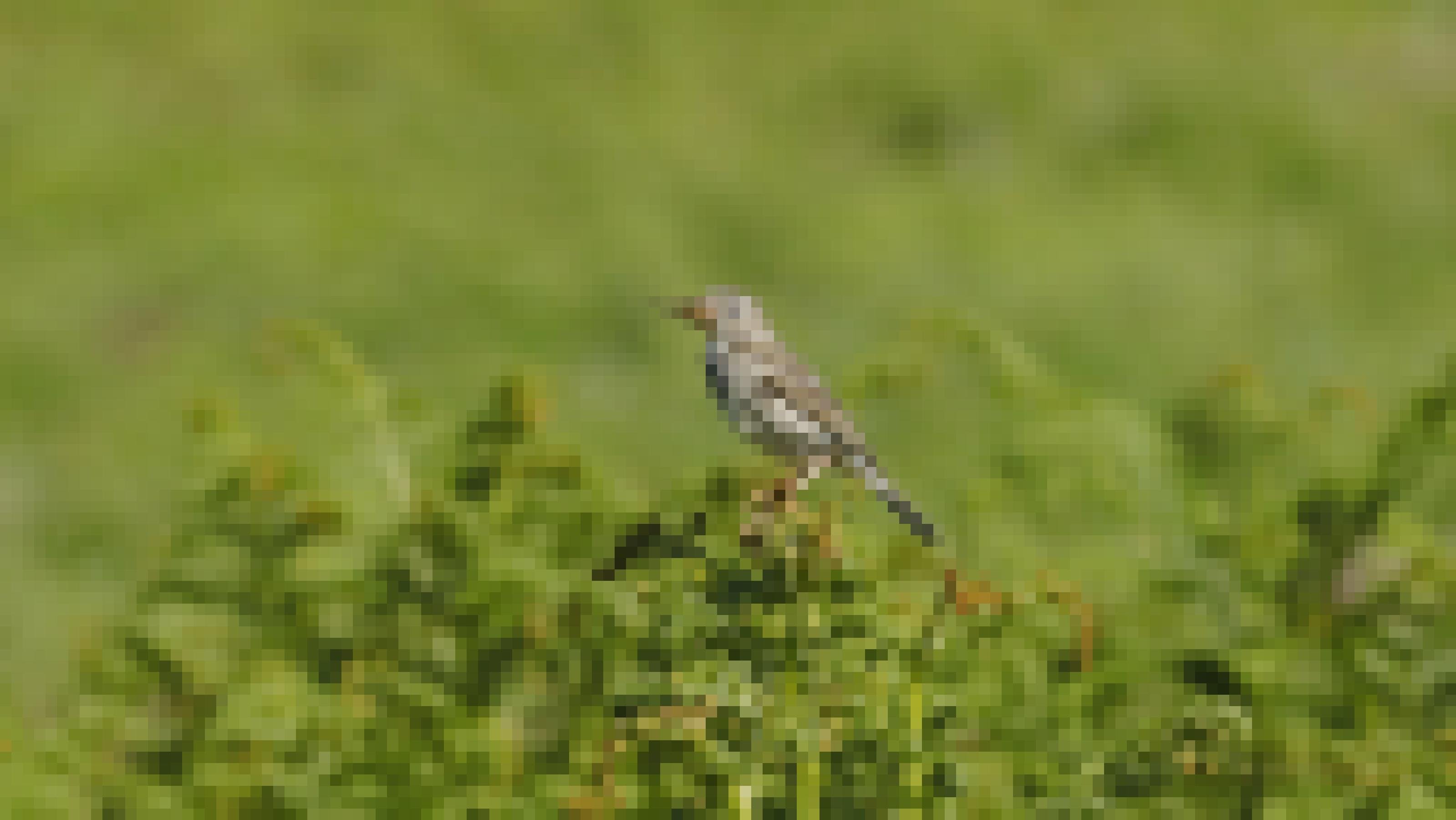 Ein kleiner braun-gescheckter Vogel sitzt mit Insekten im Schnabel auf einem Farn. Rechte: Anne Preger
