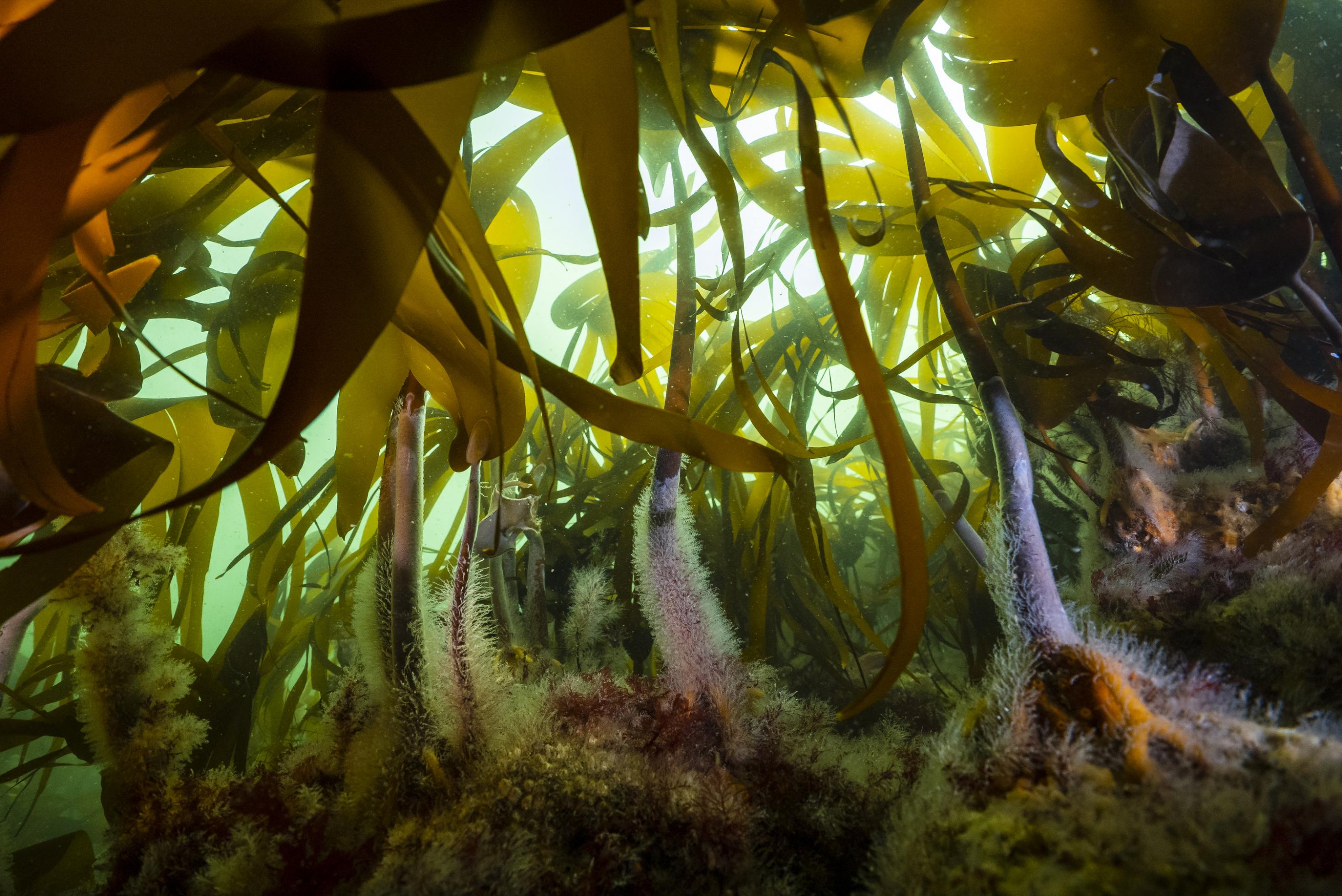 Ein Algenwald unter Wasser.