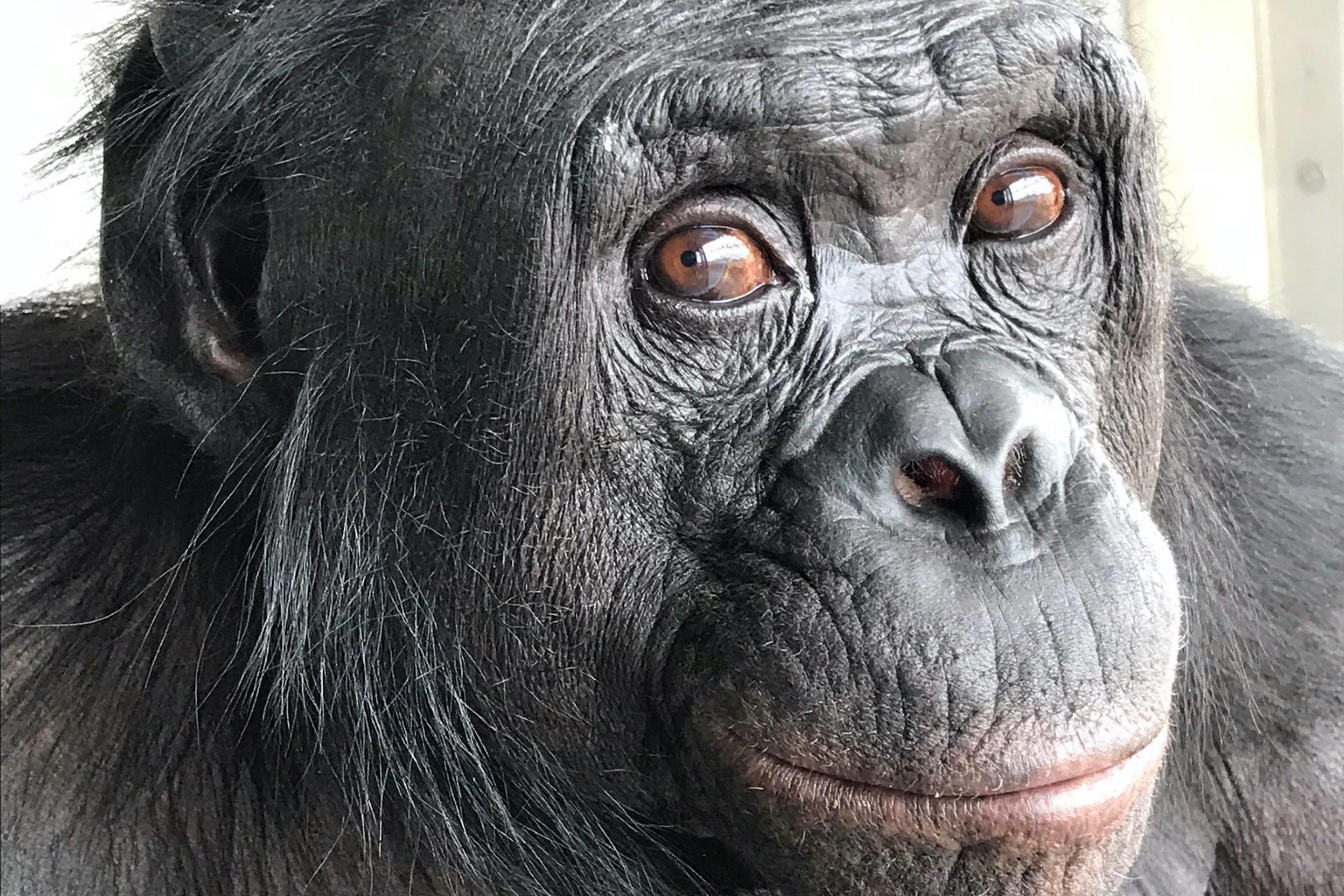 Ein Portraitfoto von Kanzi