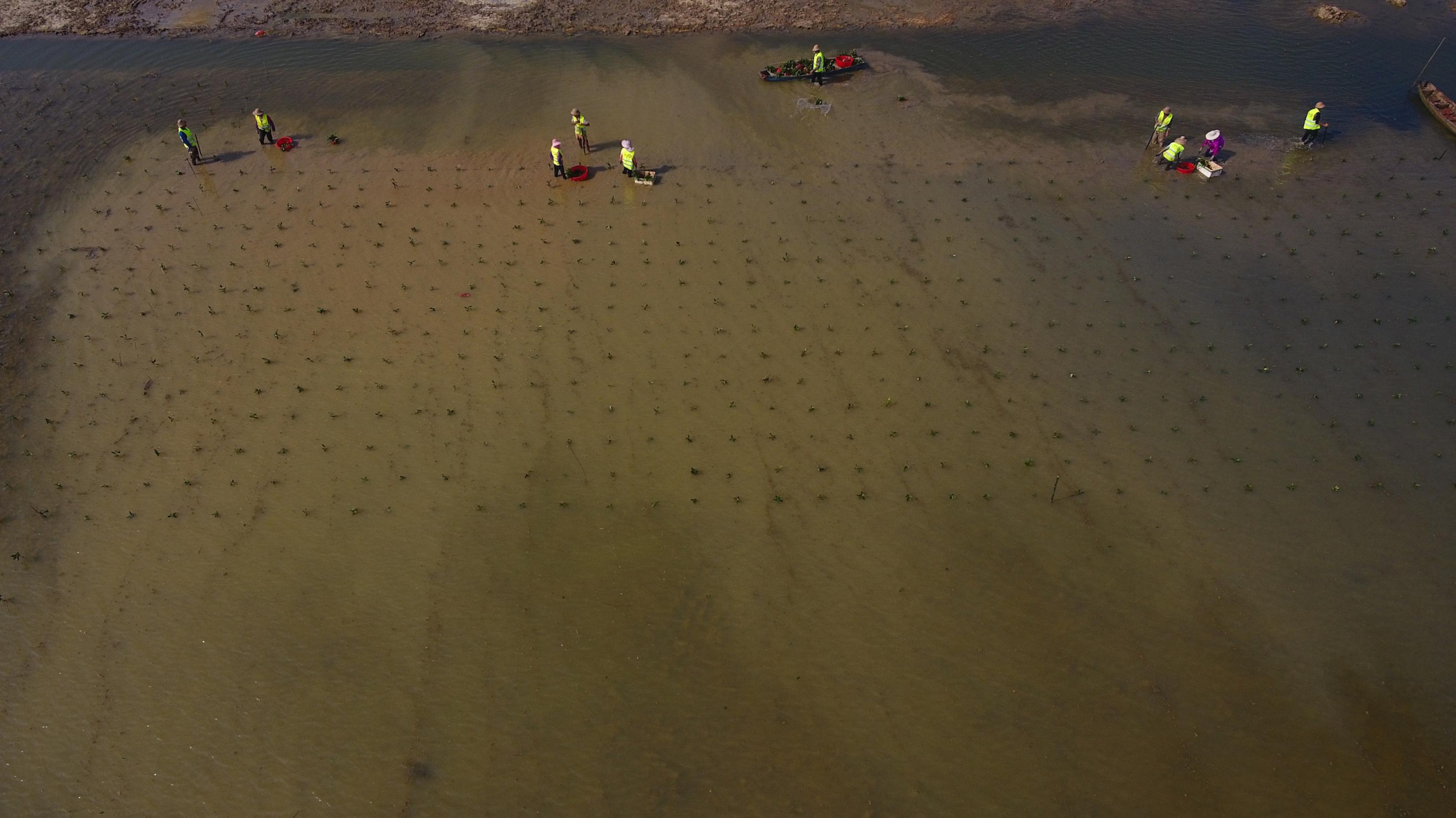 Luftbild von Arbeitern, die im flachen Wasser Mangroven einer Küsten anpflanzen.