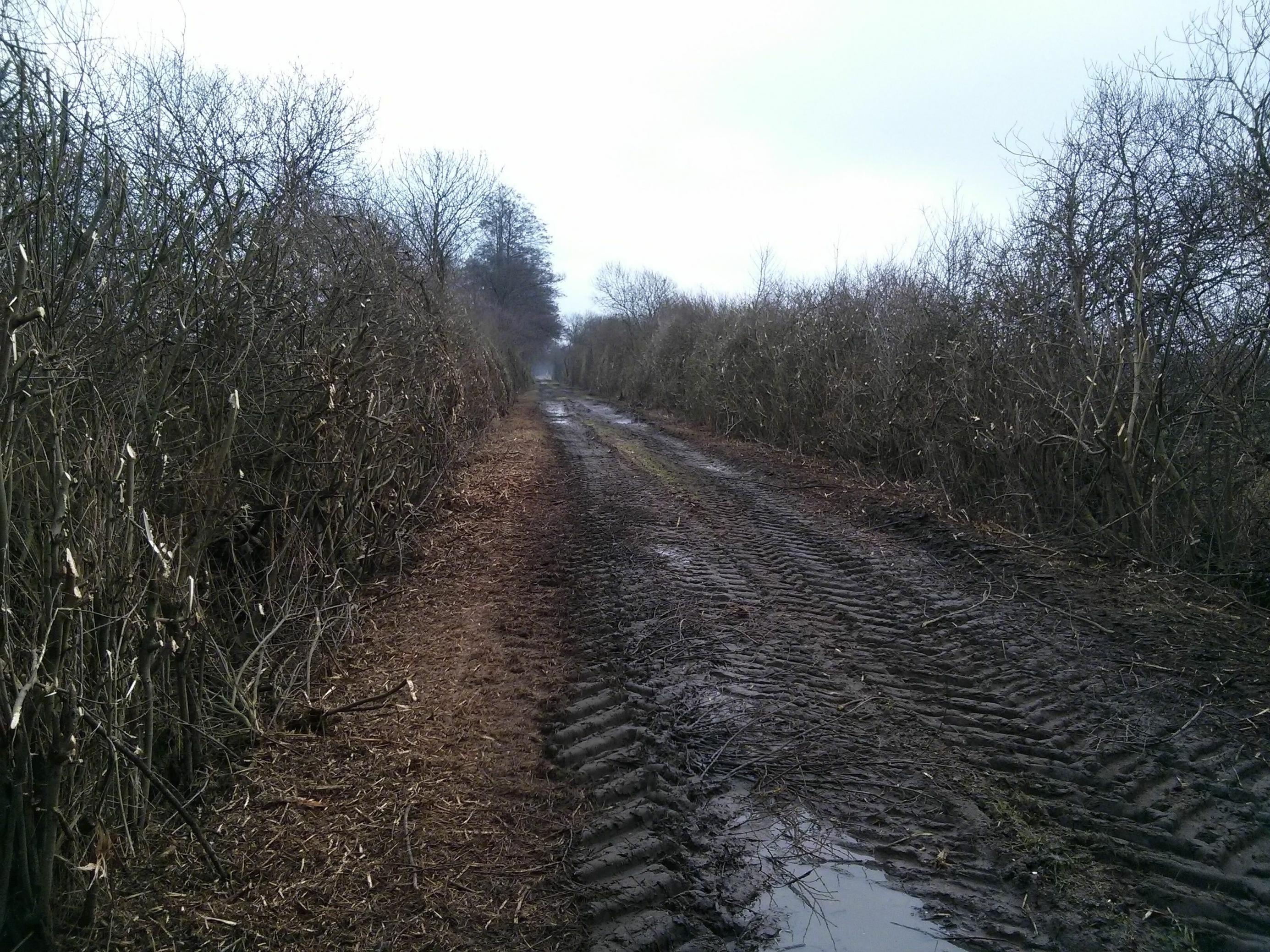 Hecken säumen einen matschigen Feldweg. Sie sind mit einer großen Fräse brachial zurückgestutzt worden