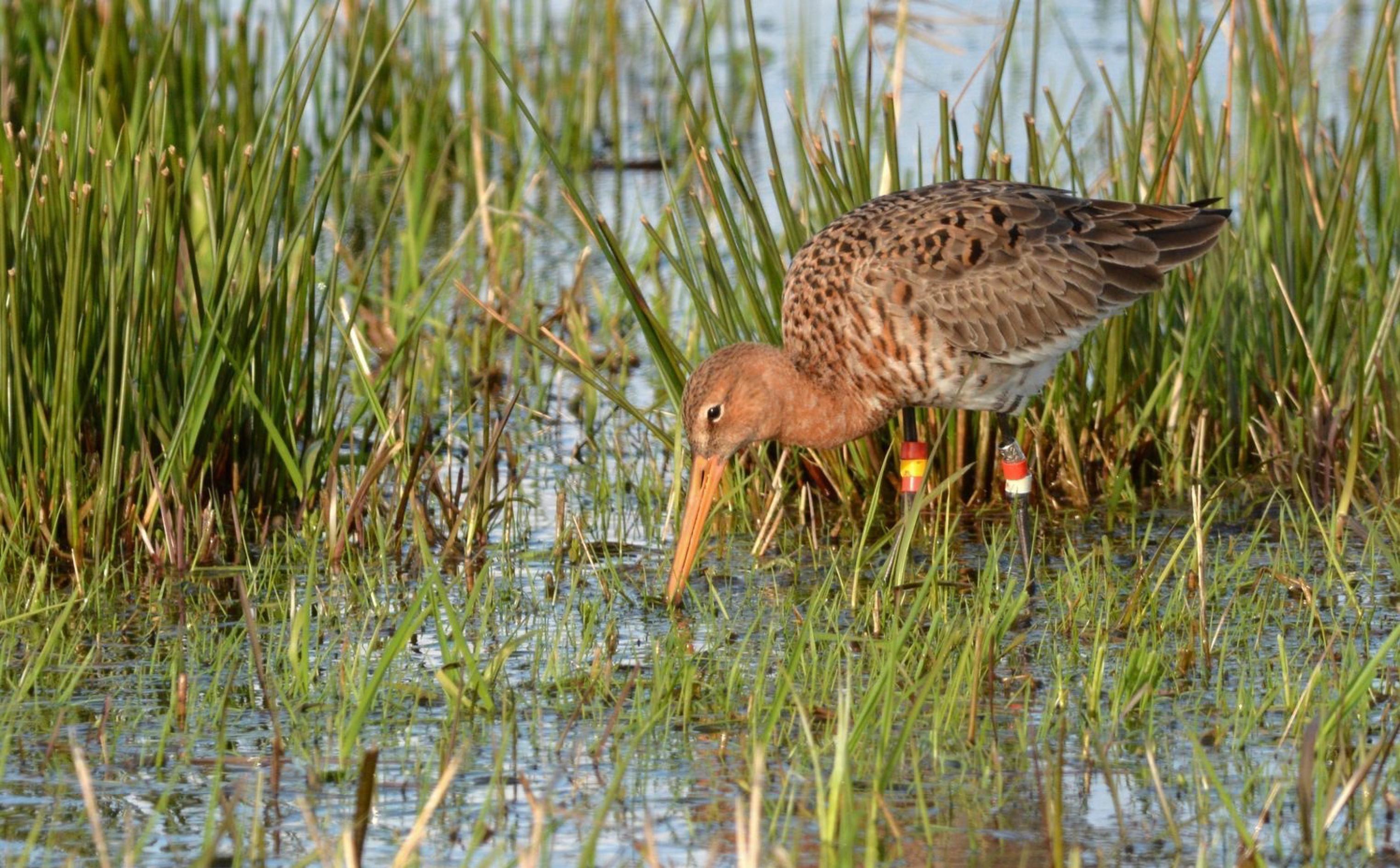 Eine Uferschnepfe sucht in einer überschwemmten Wiese am Dümmersee nach Nahrung. Sie trägt an jedem Bein bunte Ringe, die den Vogelschützern helfen, die dortige Population zu zählen und ihren Bruterfolg zu verfolgen