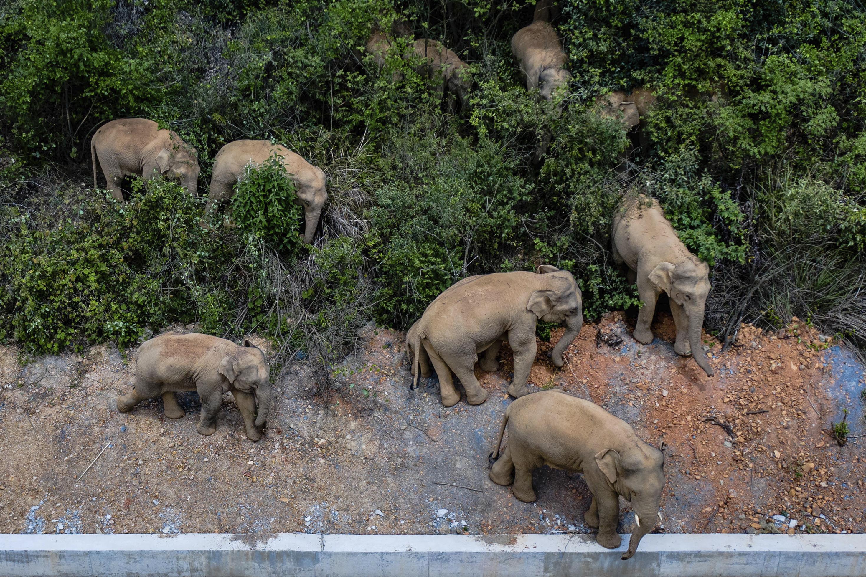 Auf diesem Luftbild, das am 28. Mai 2021 aufgenommen und von der chinesischen Nachrichtenagentur Xinhua veröffentlicht wurde, sieht man eine Herde wilder asiatischer Elefanten im Landkreis E'shan in der südwestchinesischen Provinz Yunnan. Eine Herde von 15 wilden Elefanten, die 500 Kilometer (300 Meilen) von einem Naturreservat in Chinas Gebirgs-Südwesten gewandert sind, näherte sich am Mittwoch, den 2. Juni, der Großstadt Kunming, während die Behörden eilig versuchten, sie von besiedelten Gebieten fernzuhalten.