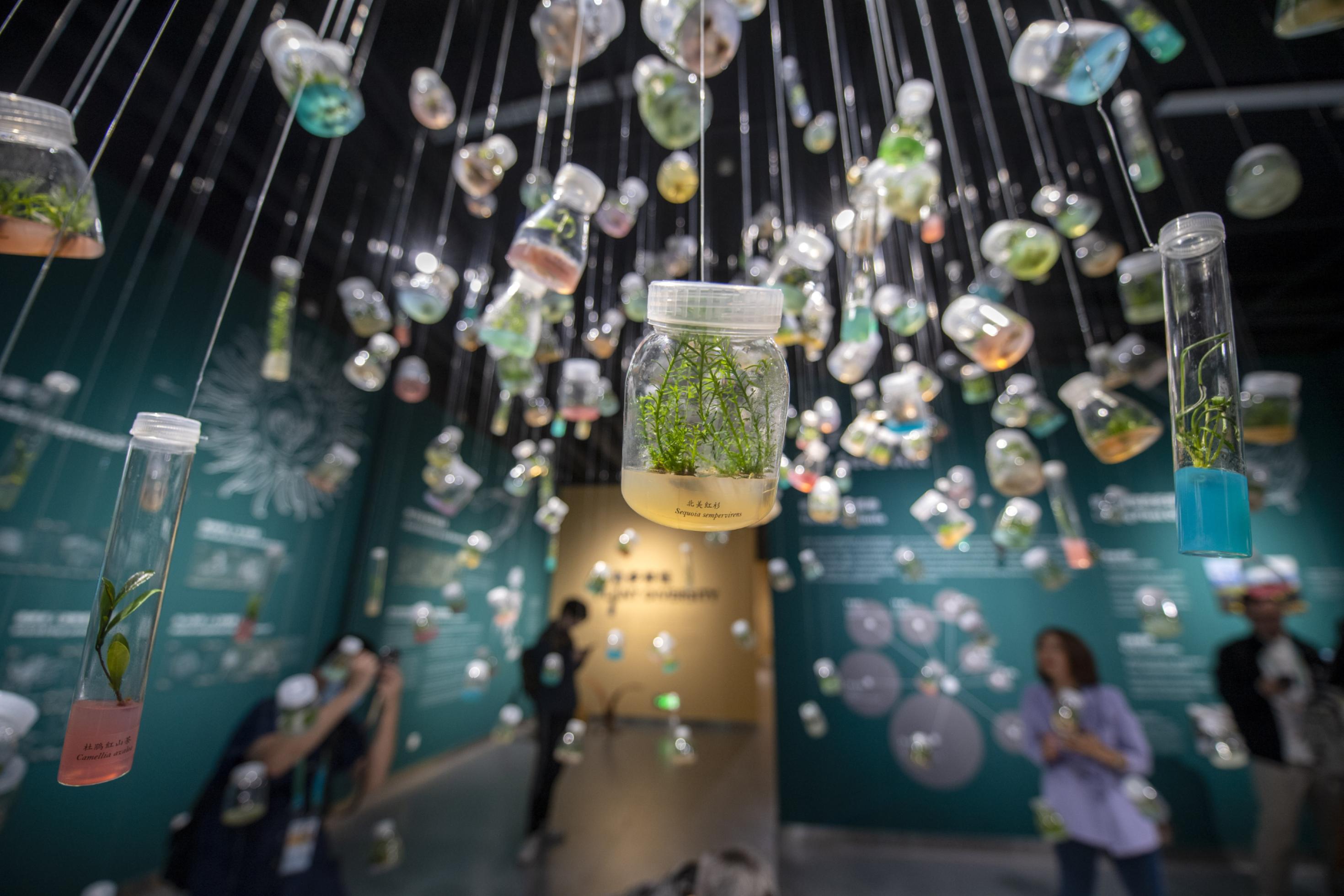 Kleine Pflanzen und Samen hängen in Glasfläschchen in einer Kunst-Installation.