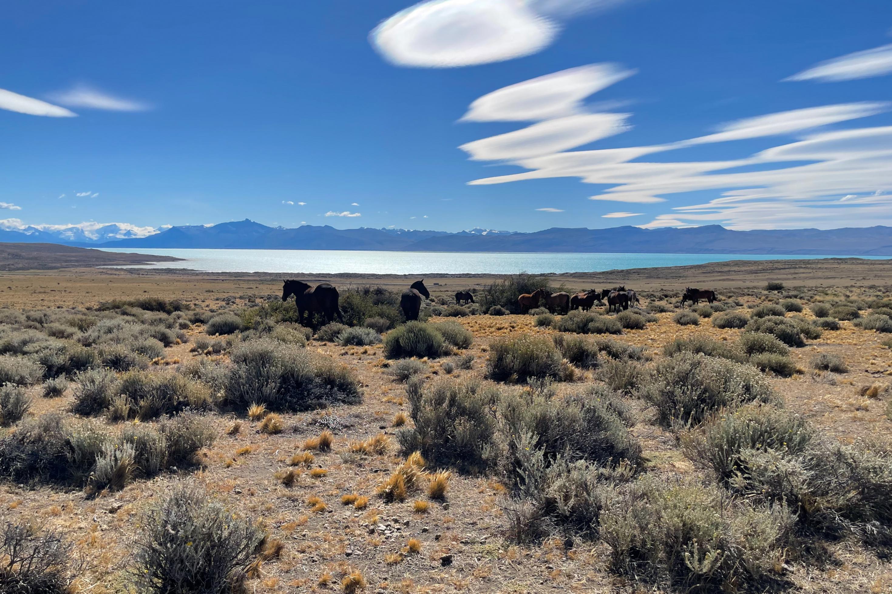 Landschaft mit Pferden und See