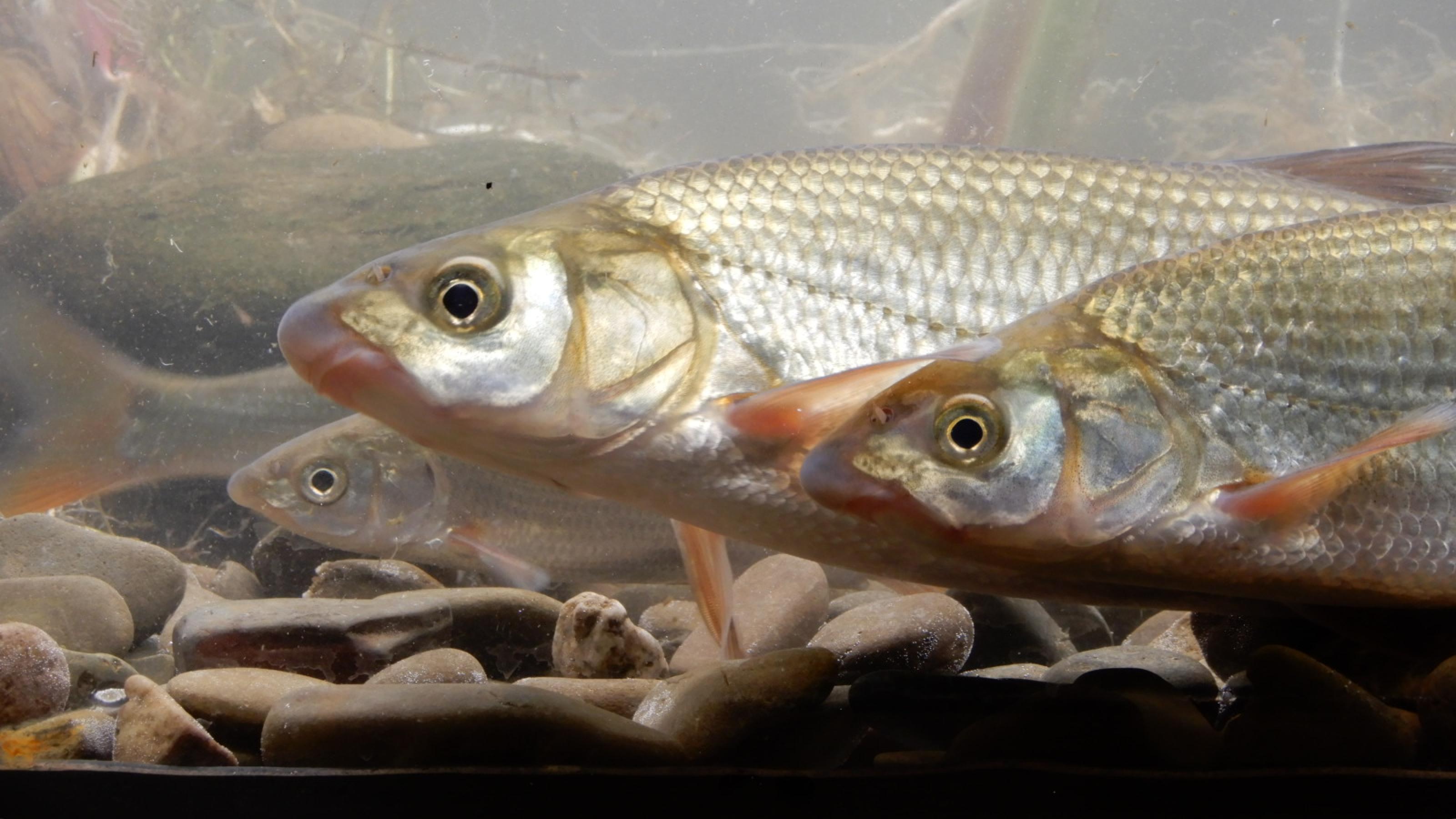Drei silbrige Fische der Fischart Nase hintereinander über kieselsteinen in einer Unterwasseraufnahme aus einem Fluss mit