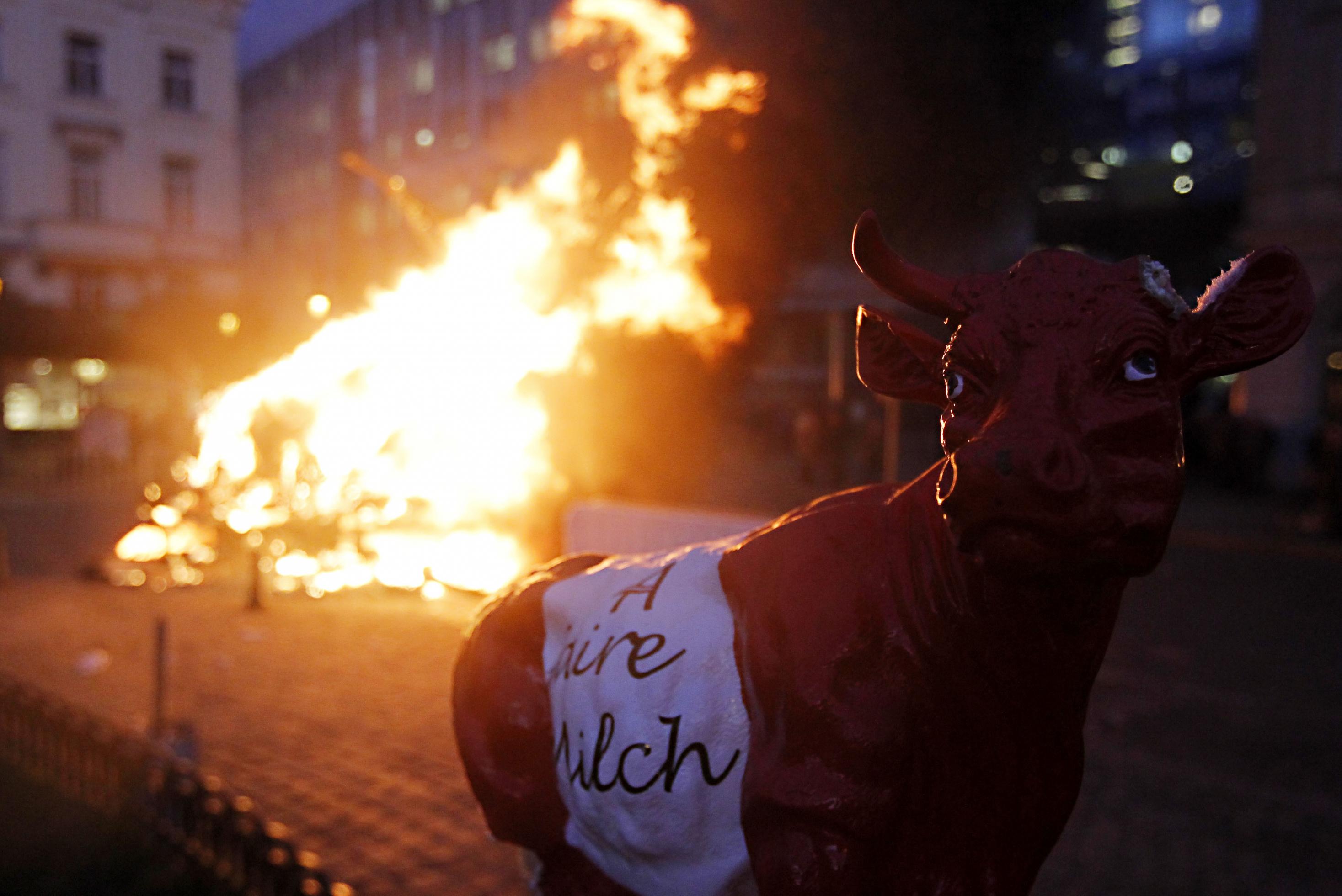 (121126)—BRUSSELS, Nov. 26, 2012 ()—A fake cow is seen beside the fire set up by dairy farmers during a protest against EU agricultural policies at the Place du Luxembourg, outside the European Parliament in Brussels, capital of Belgium, on Nov. 26, 2012. Dairy farmers from all over Europe demonstrated today with about 1,000 tractors at the European Parliament in Brussels to protest against falling milk prices caused by overproduction in the continent. (/Zhou Lei)