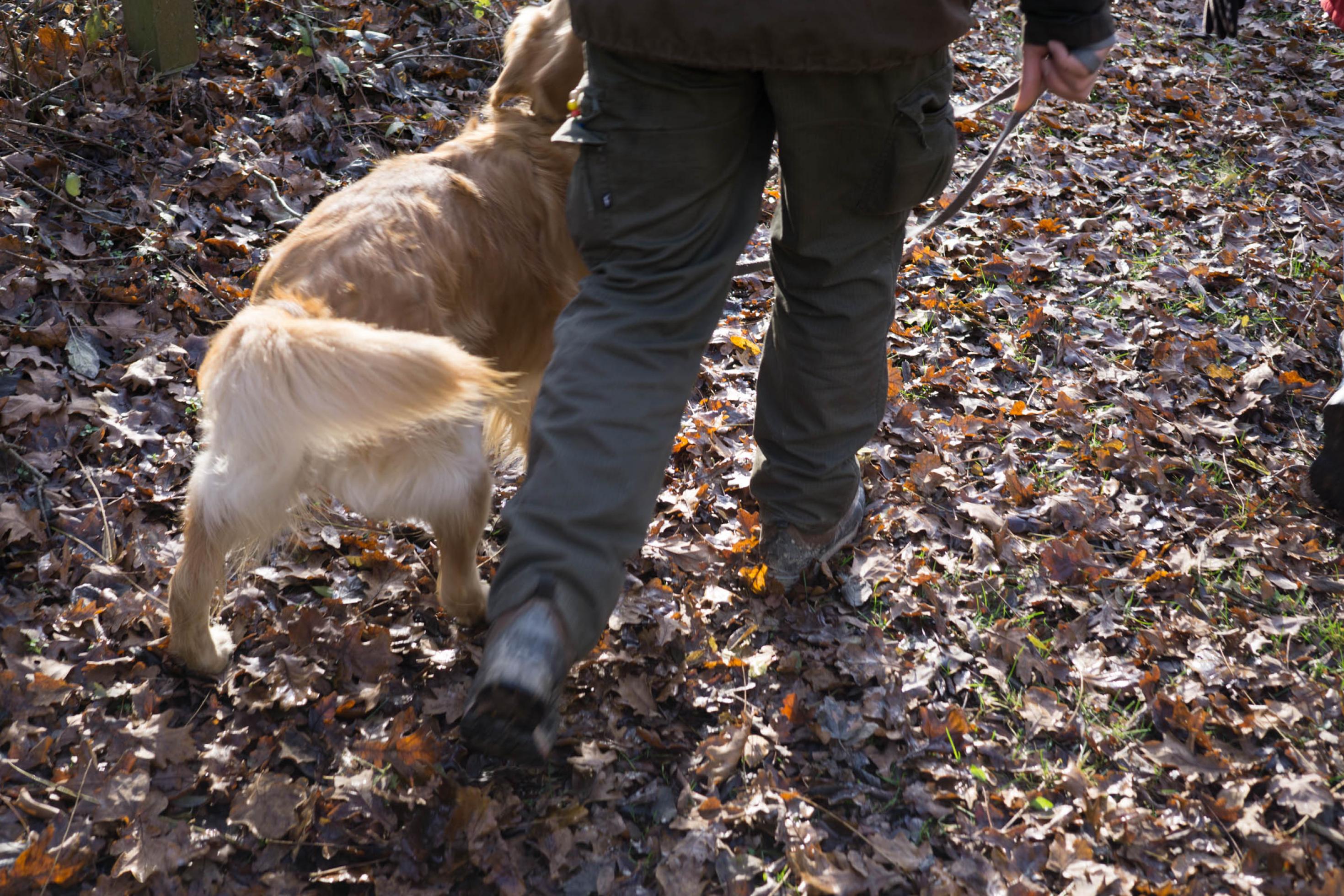 Beine eines Mannes gehen über Herbstlaub, daneben läuft ein Hund.