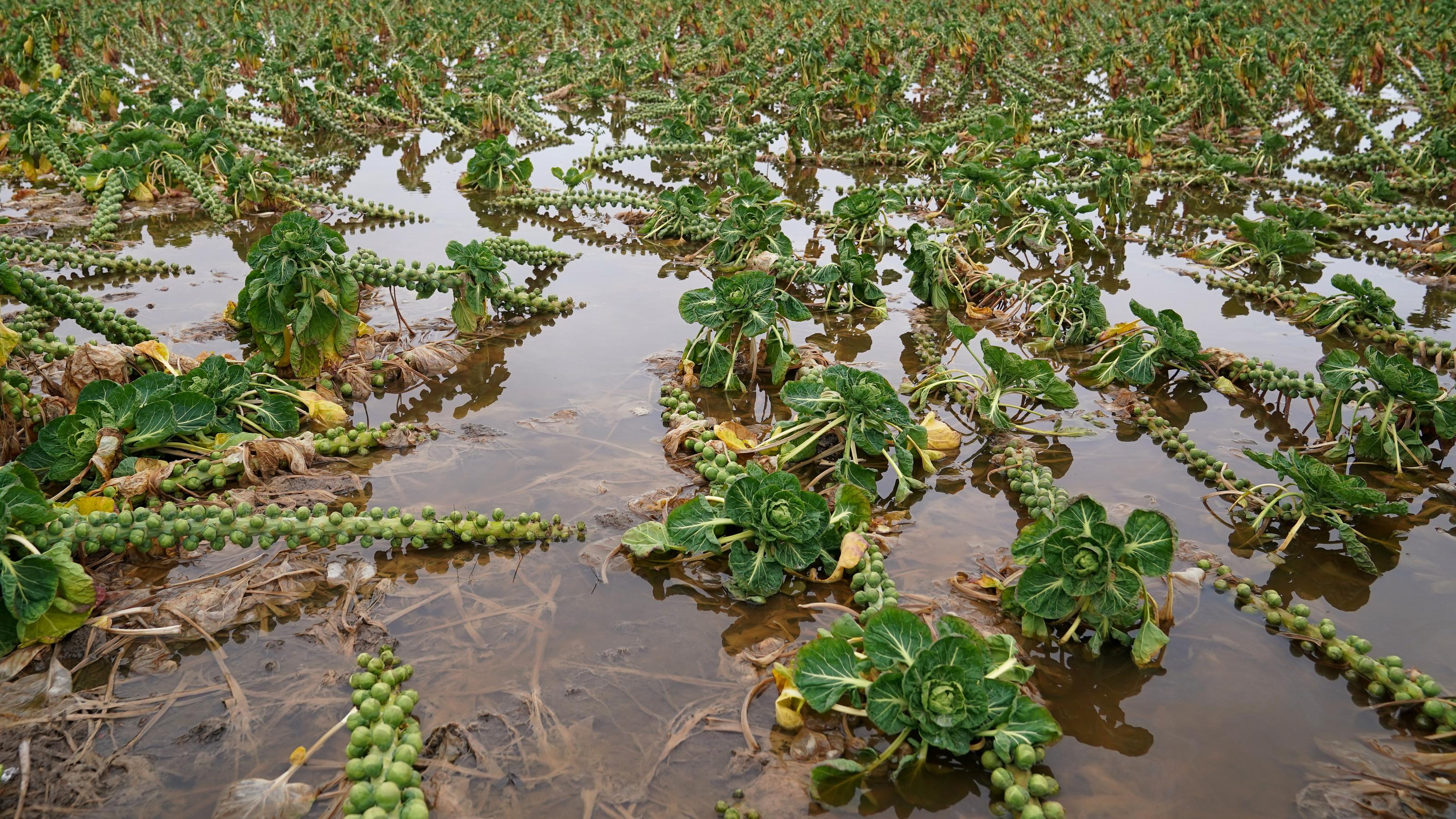 Eine Halbtotale zeigt ein überflutetes Feld mit Rosenkohl in Großbritannien. Die Aufnahme ist vom Januar 2024.  Auch im Frühling machten extreme Regenfälle bereits Teile der Ernte von Kartoffeln und anderen Gemüsesorten zunichte.