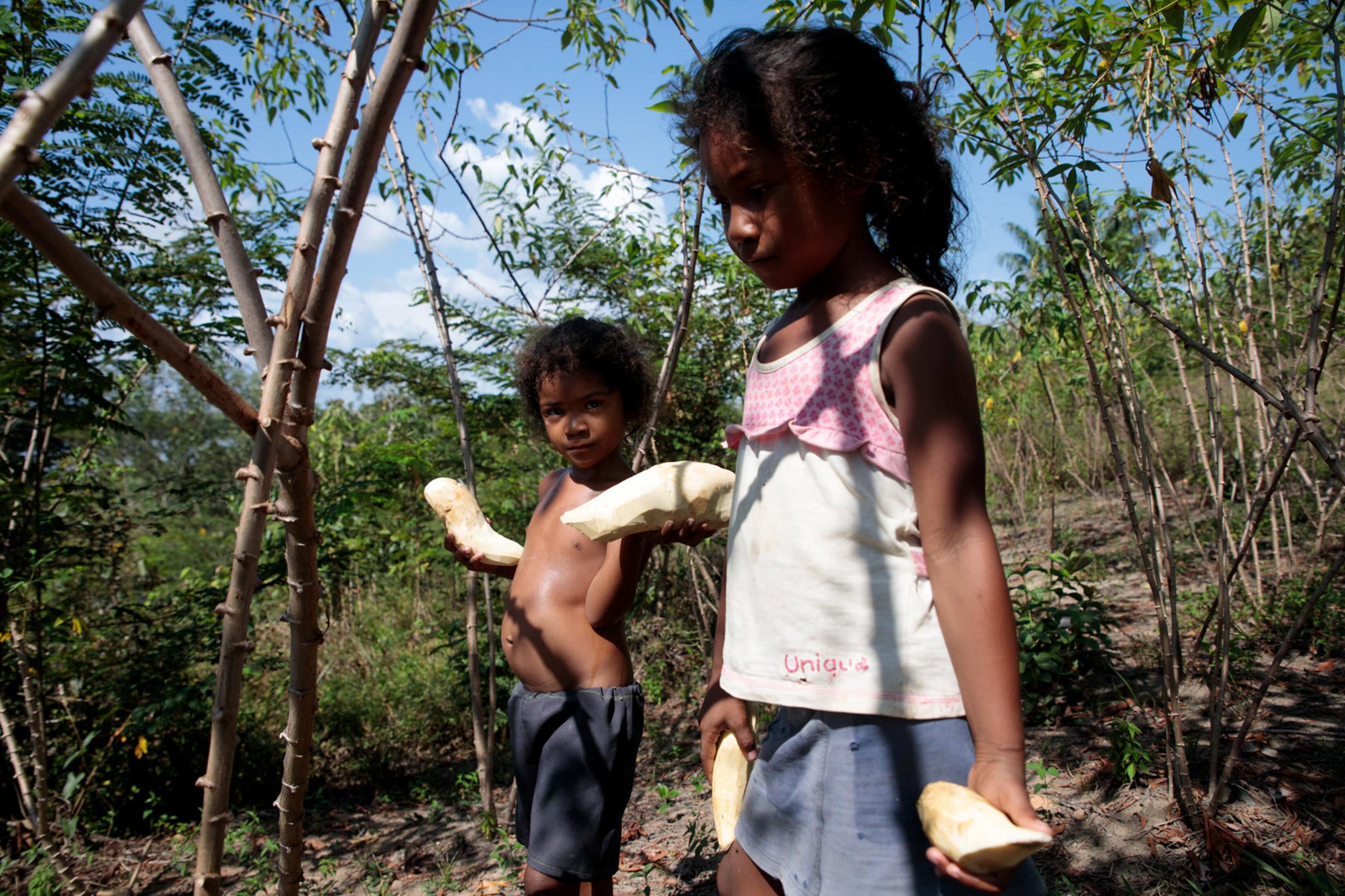 Zwei Mädchen halten bei der Ernte den Maniok fest in ihren Händen. Für die Quilombolas ist eine intakte Natur besonders wichtig.